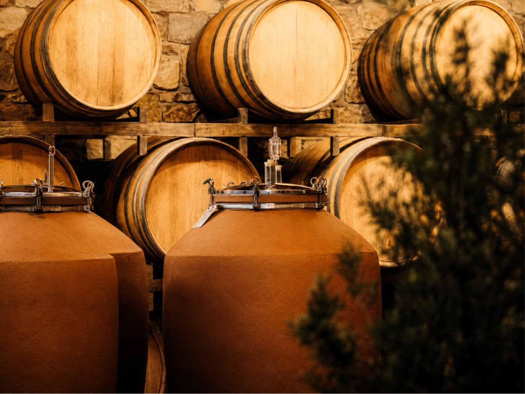 Terracotta wine amphorae standing before oak barrels in a stone cellar