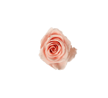 Preserved Small rose head.