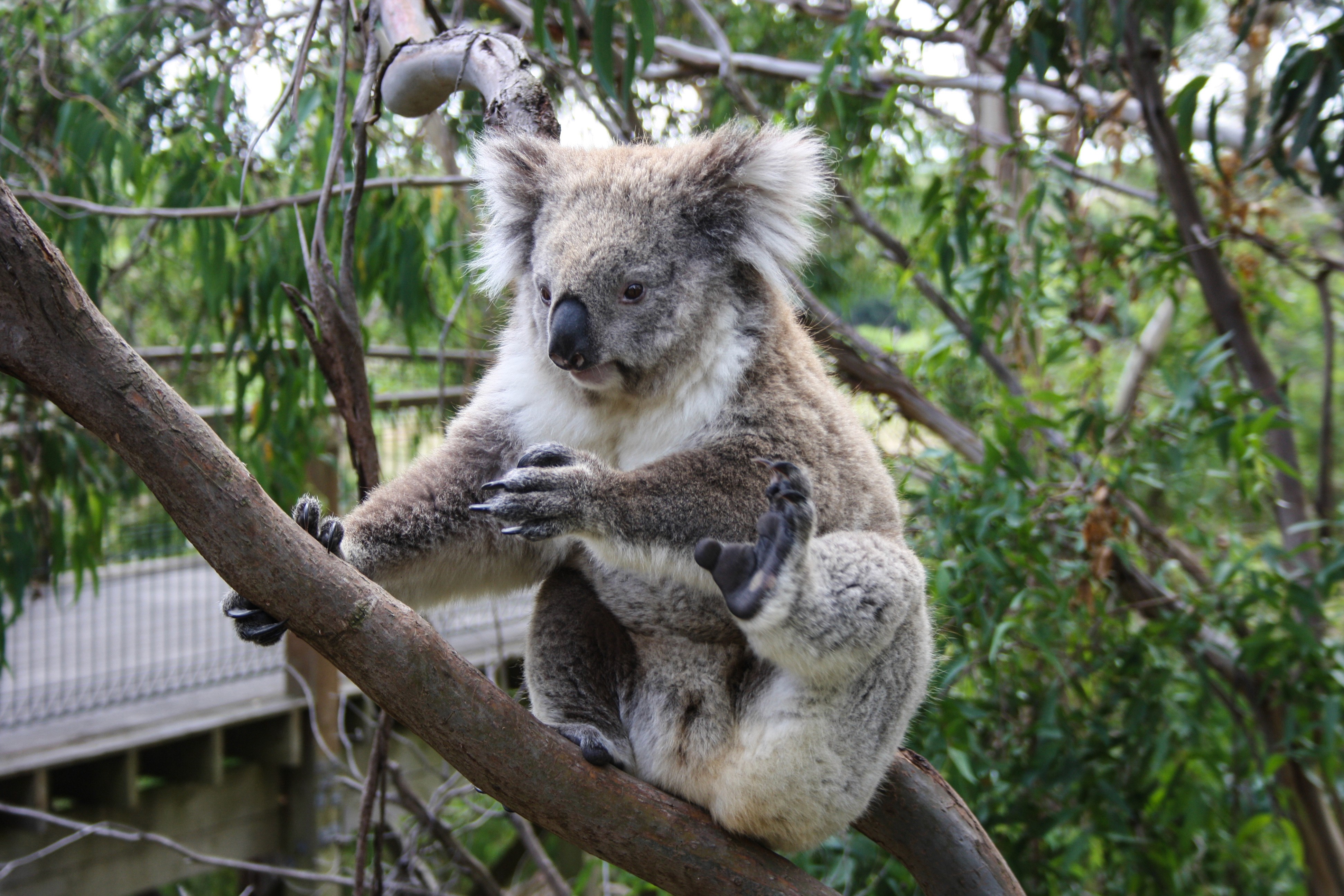 Koala seduto su un albero in un parco faunistico a Sydney.