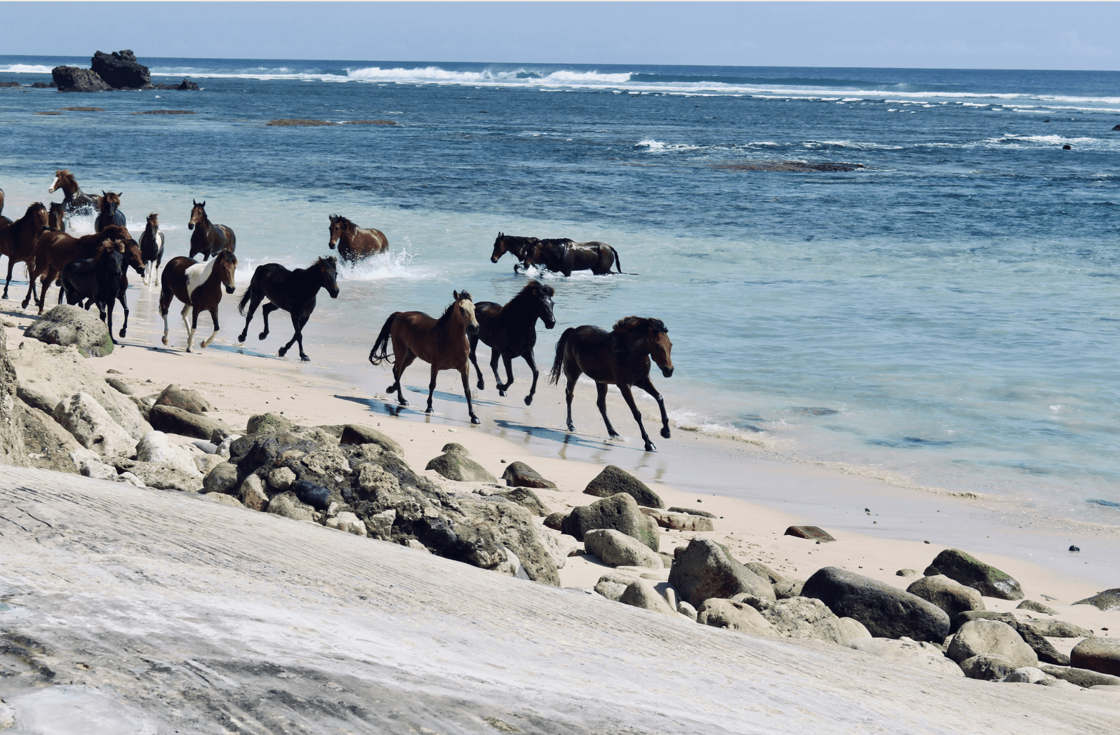 Horses on the Beach