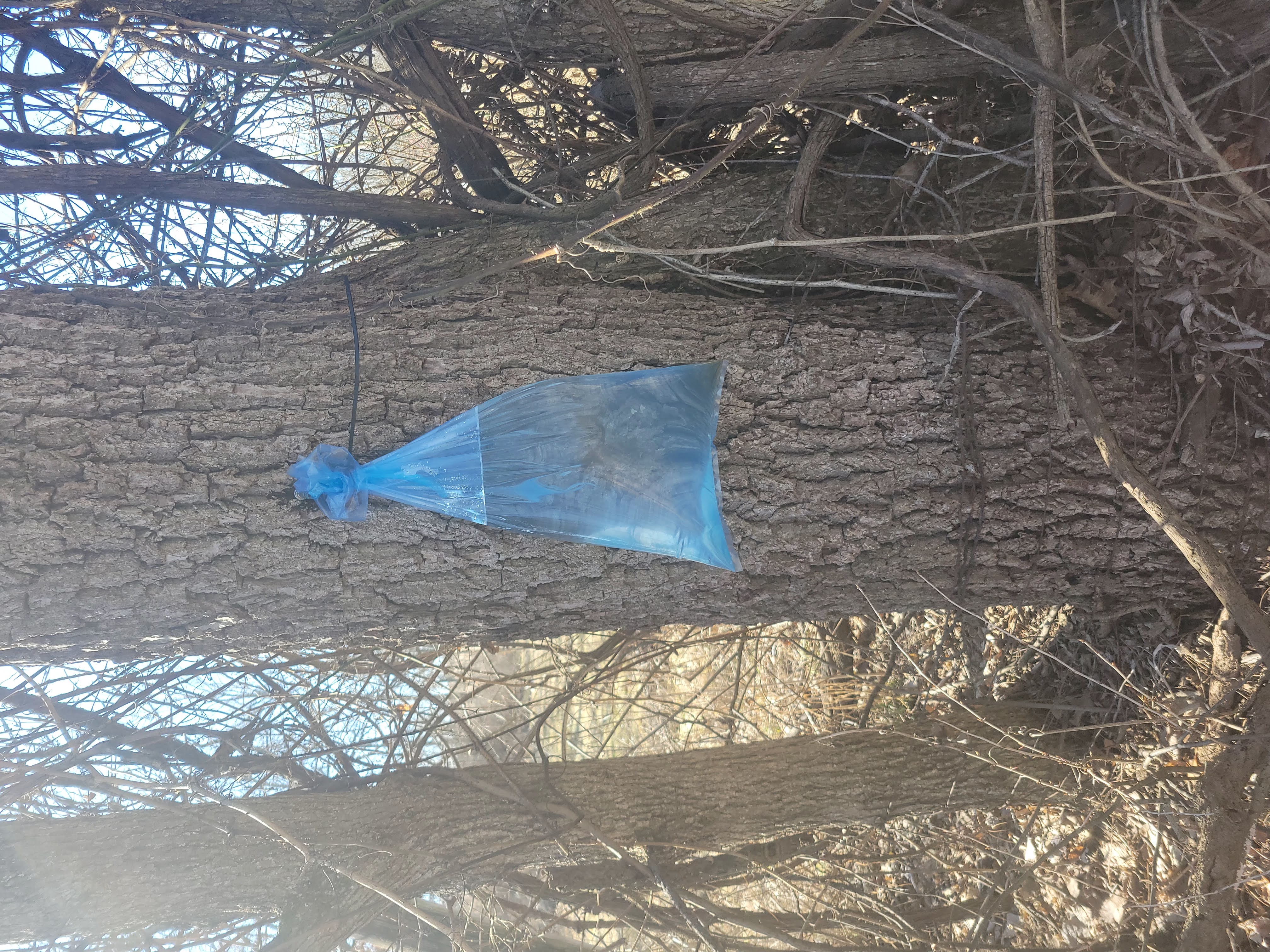 Fresh wild greens and berries in a wooden bowl, representing the hands-on results of Foraging Academy’s certification classes.
