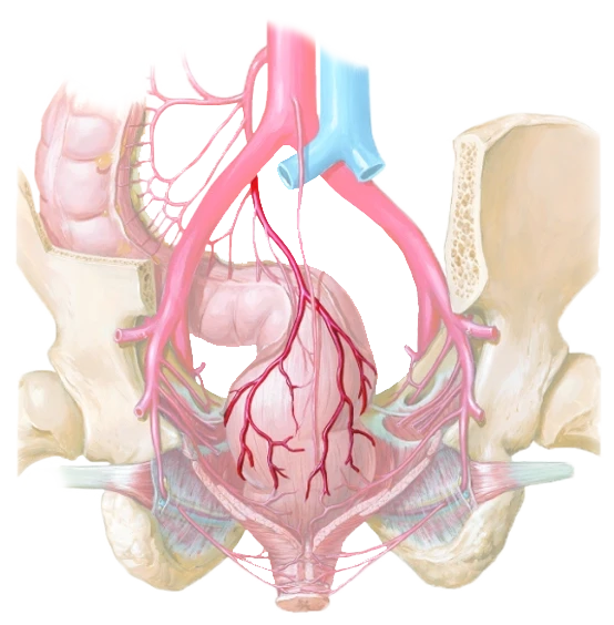 Illustrazione dei rami dell'arteria rettale superiore