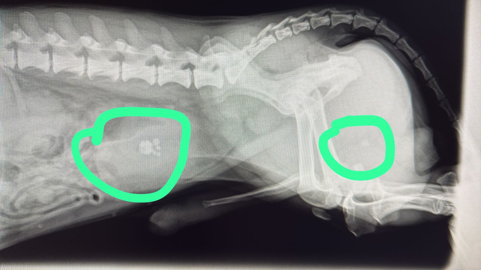 X-ray of Rupert's body shows bones and organs. Two areas are circled in green, possibly indicating abnormalities. Tone is clinical.