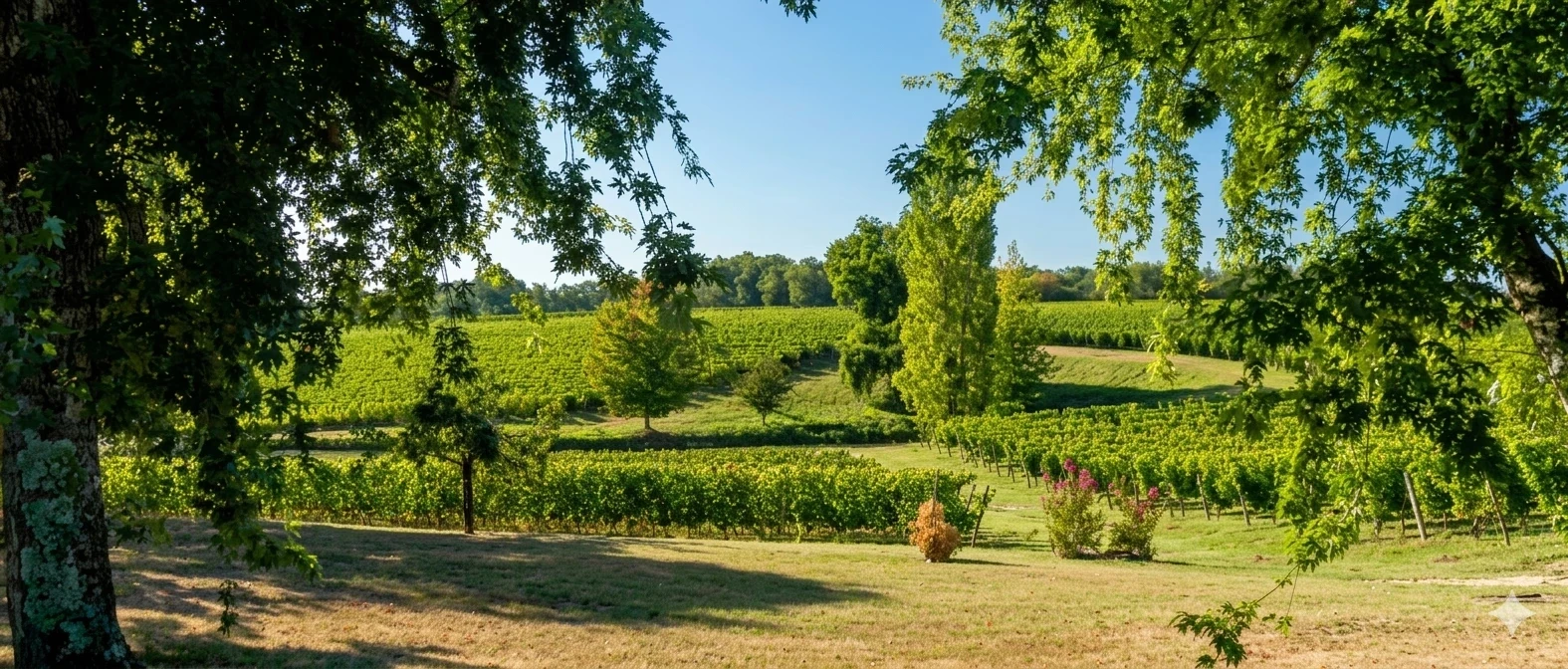 Photo vignobles