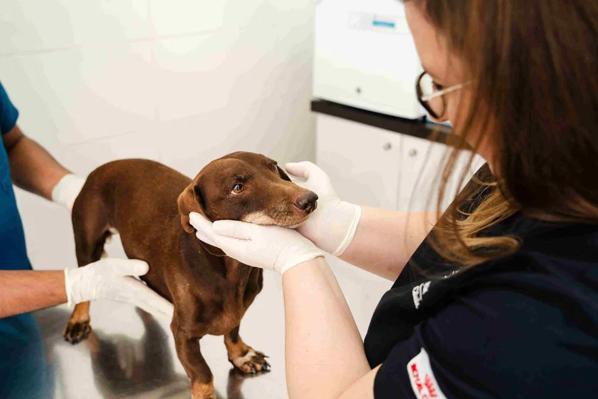At Noble Vet Clinic, we provide thorough dental checks with compassion and professionalism.