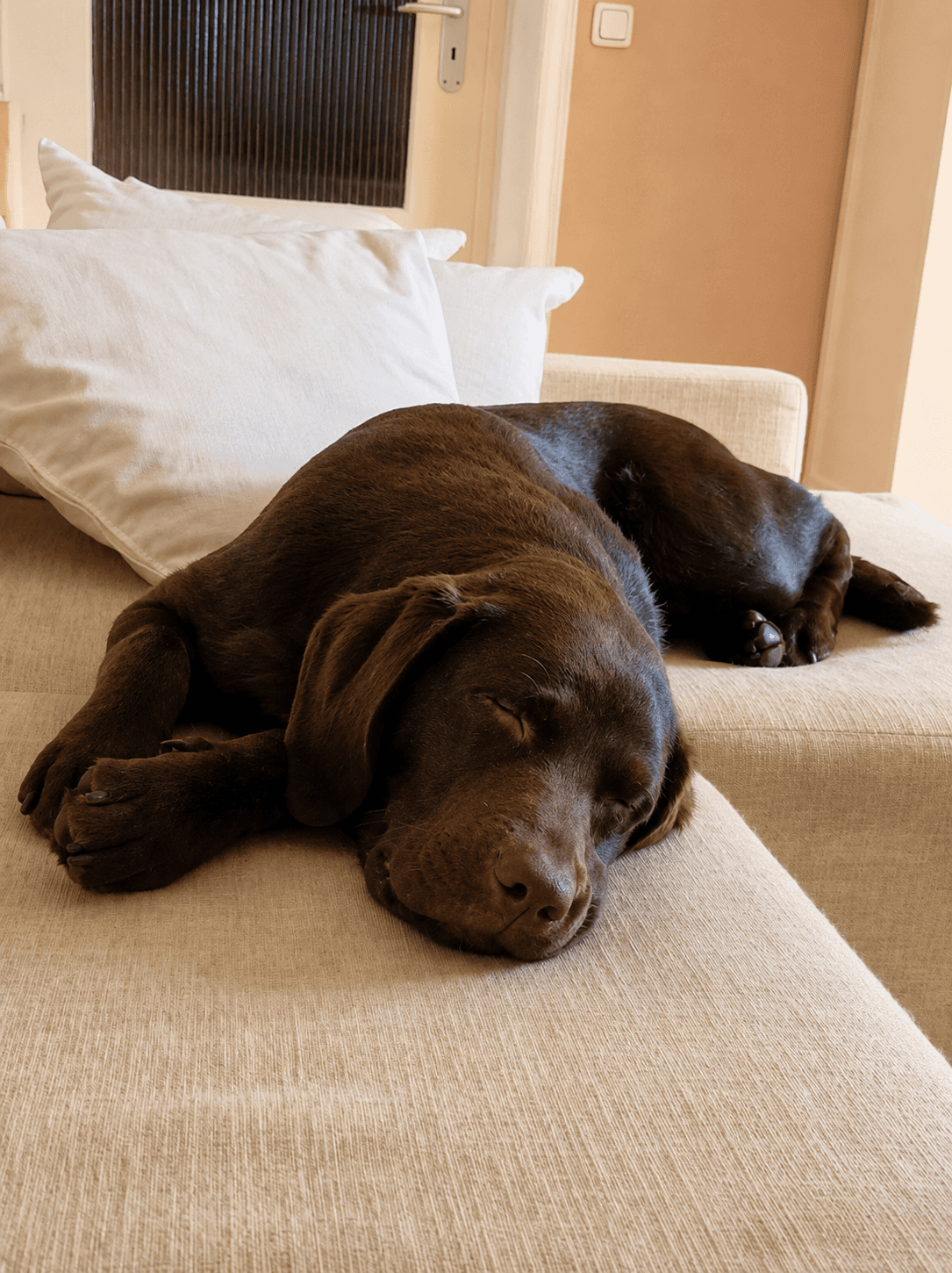 Dog