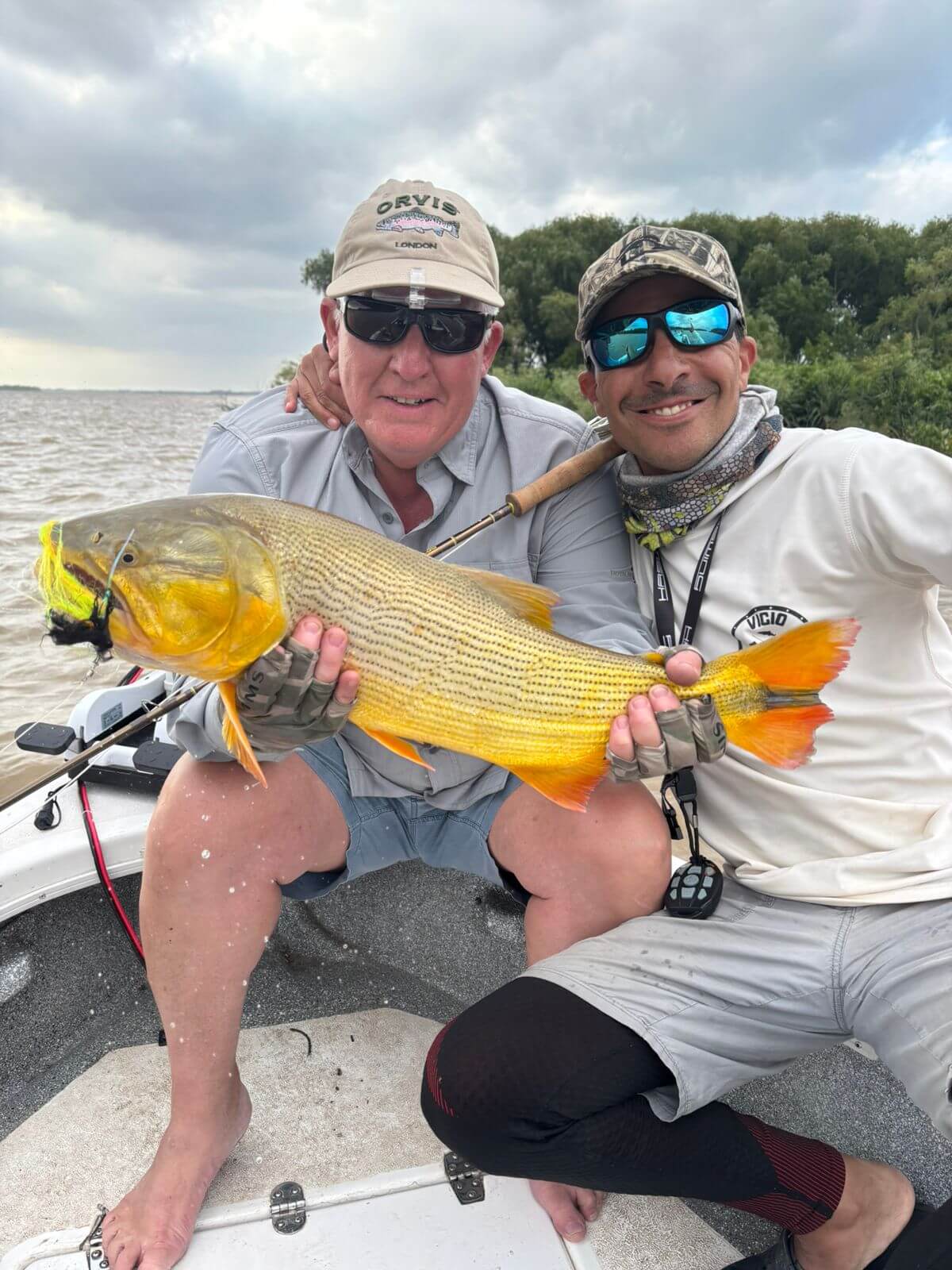 Aggressive Golden Dorado striking a surface fly during a fishing trip in Buenos Aires