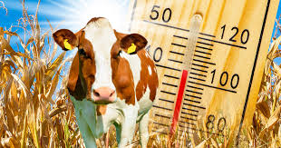 Temperatura corporal en bovinos