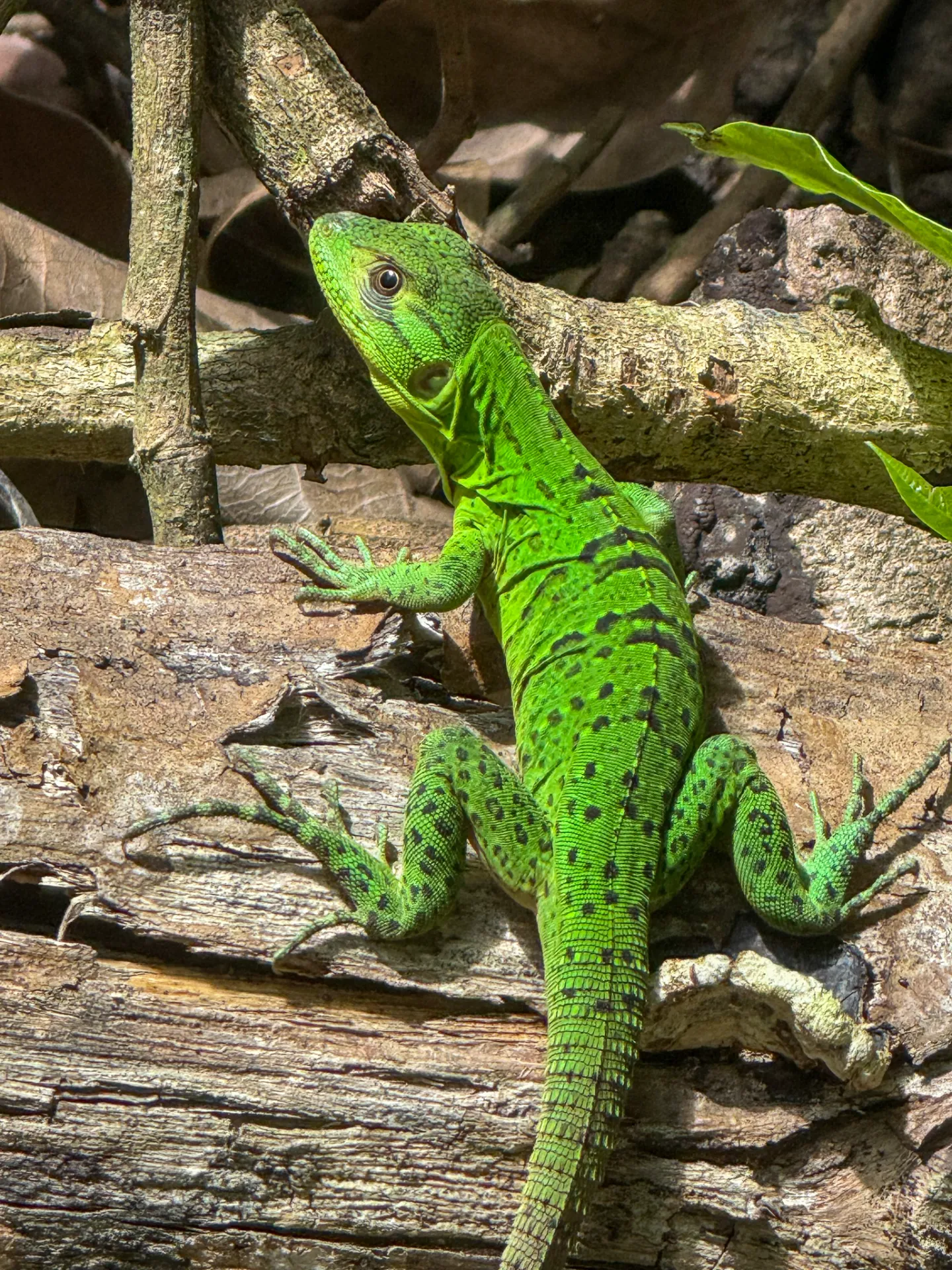Bright green young iguana resting on a fallen log in Costa Rica