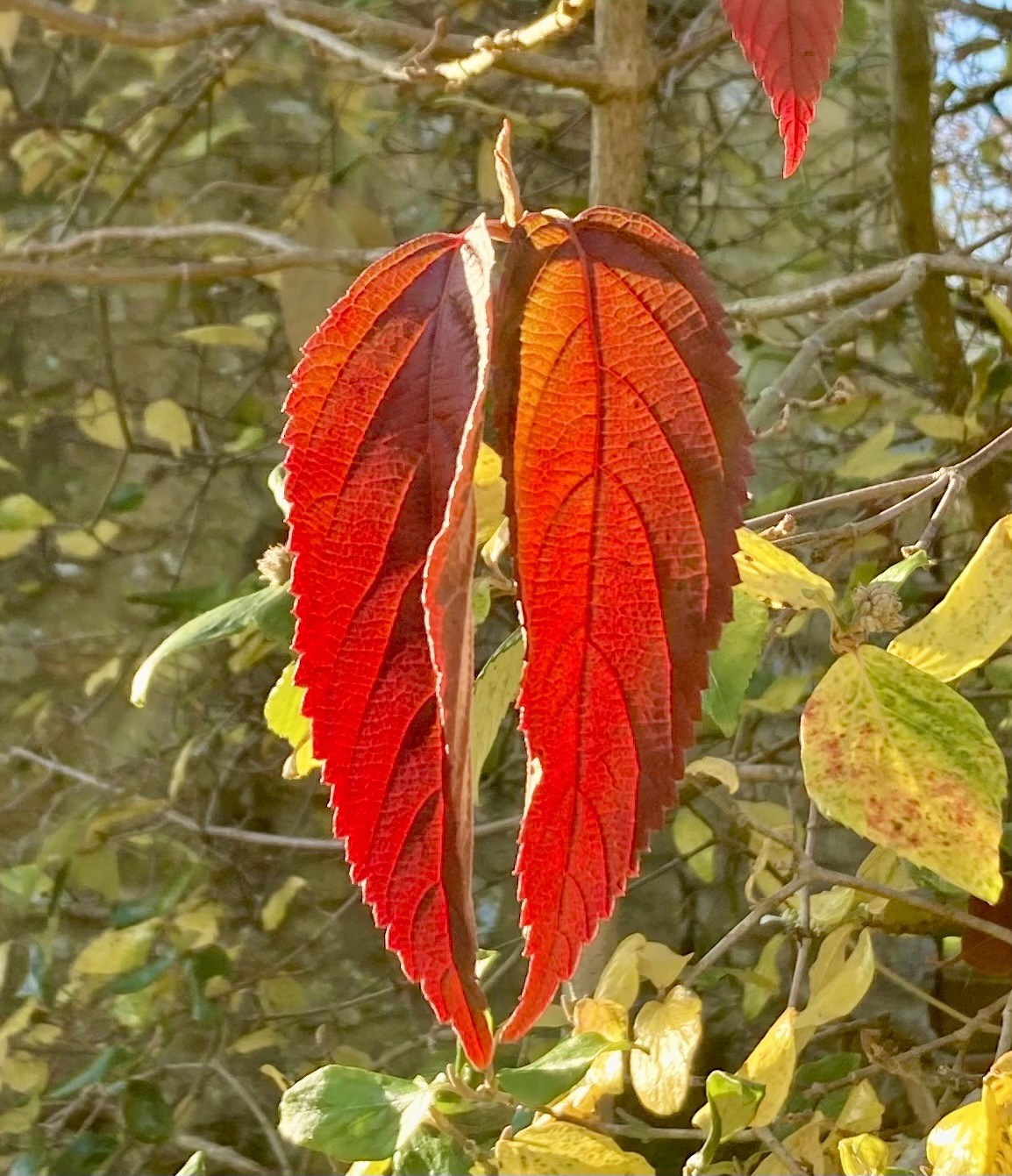 The Ever-Evolving Cybersecurity Landscape