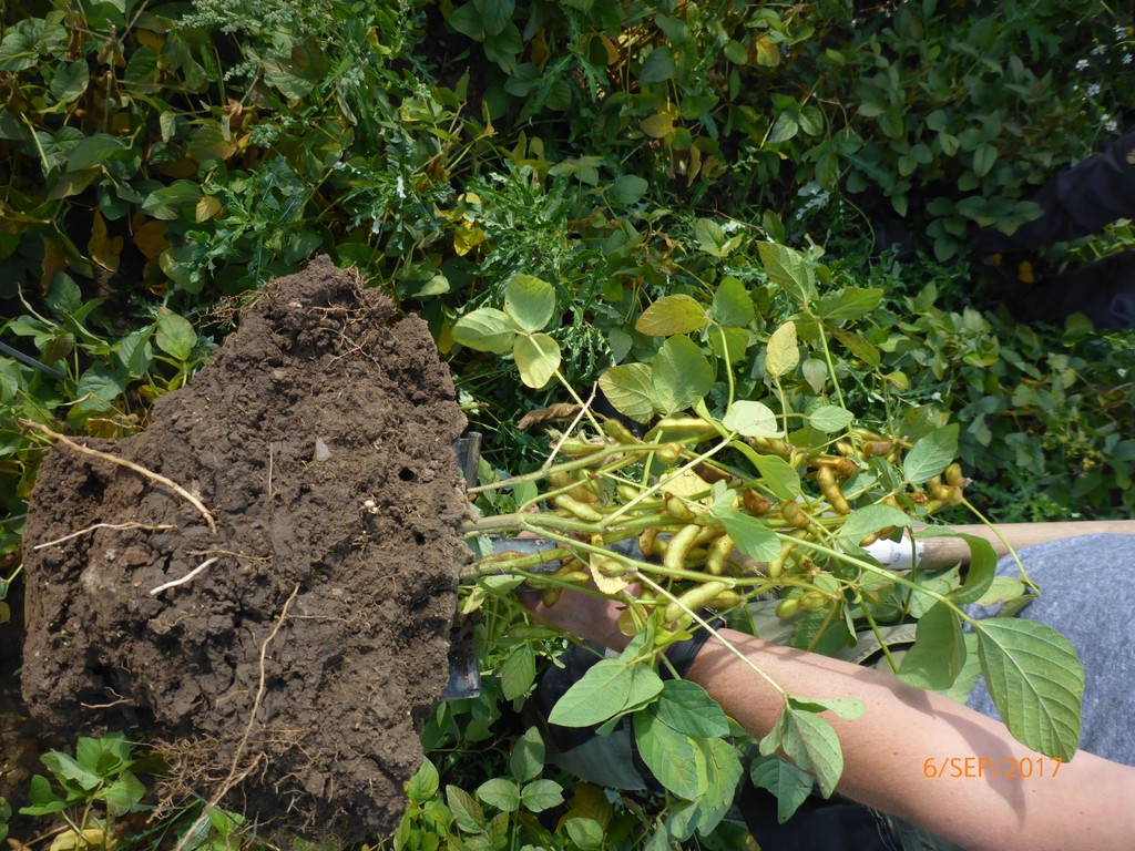 Plant root
