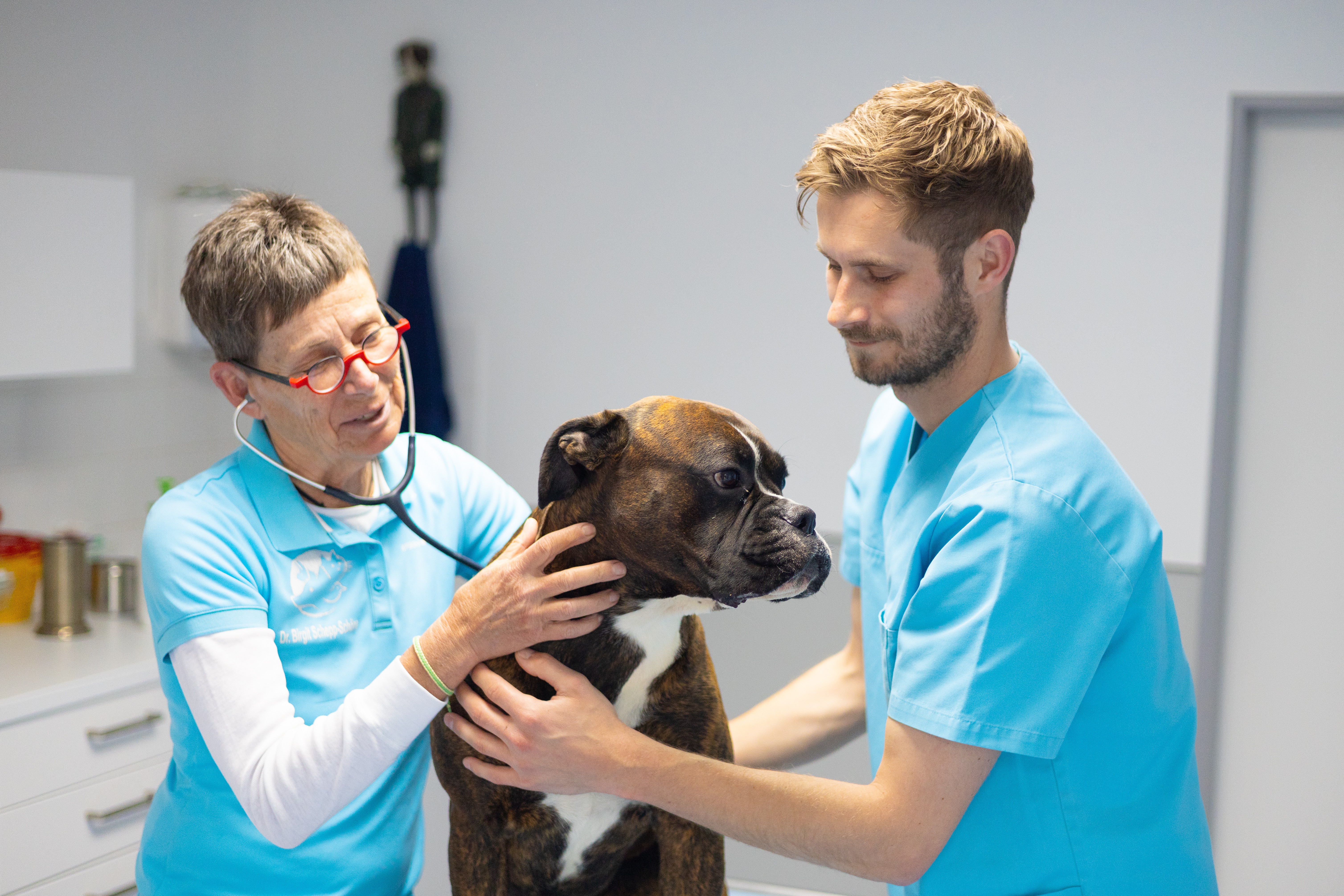 In einer Tierarztpraxis untersucht ein Tierarzt einen Boxerhund mit einem Stethoskop