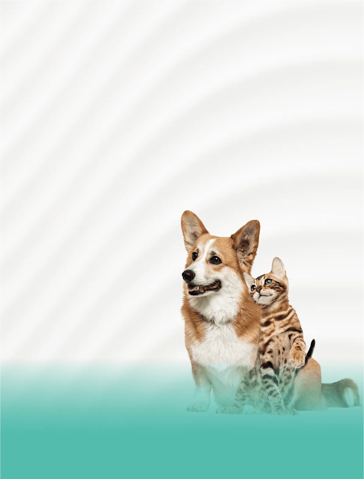medicamentos para perros y gatos