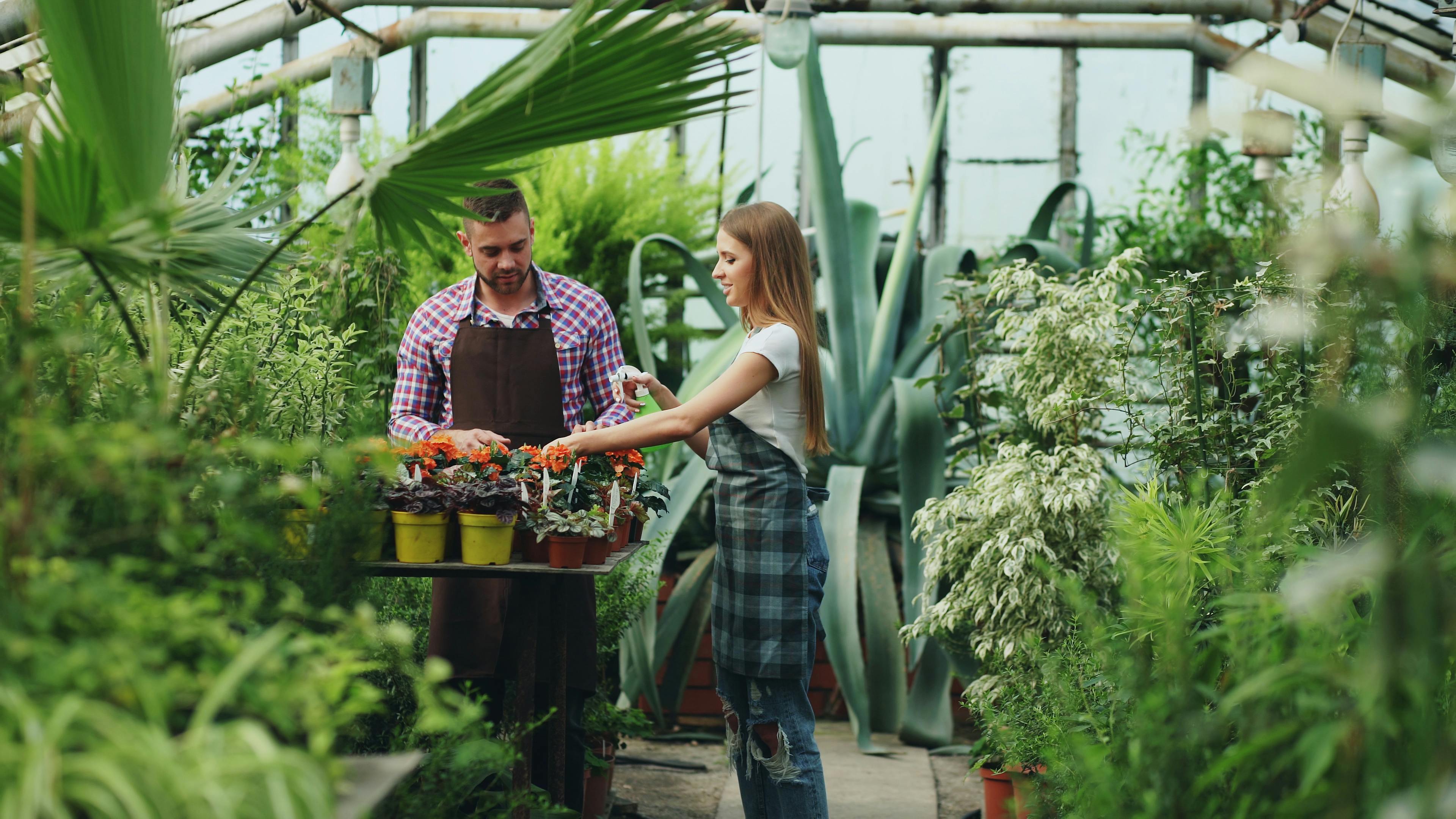 Two greenhouse workers wearing aprons tending to potted plants on a wooden table.