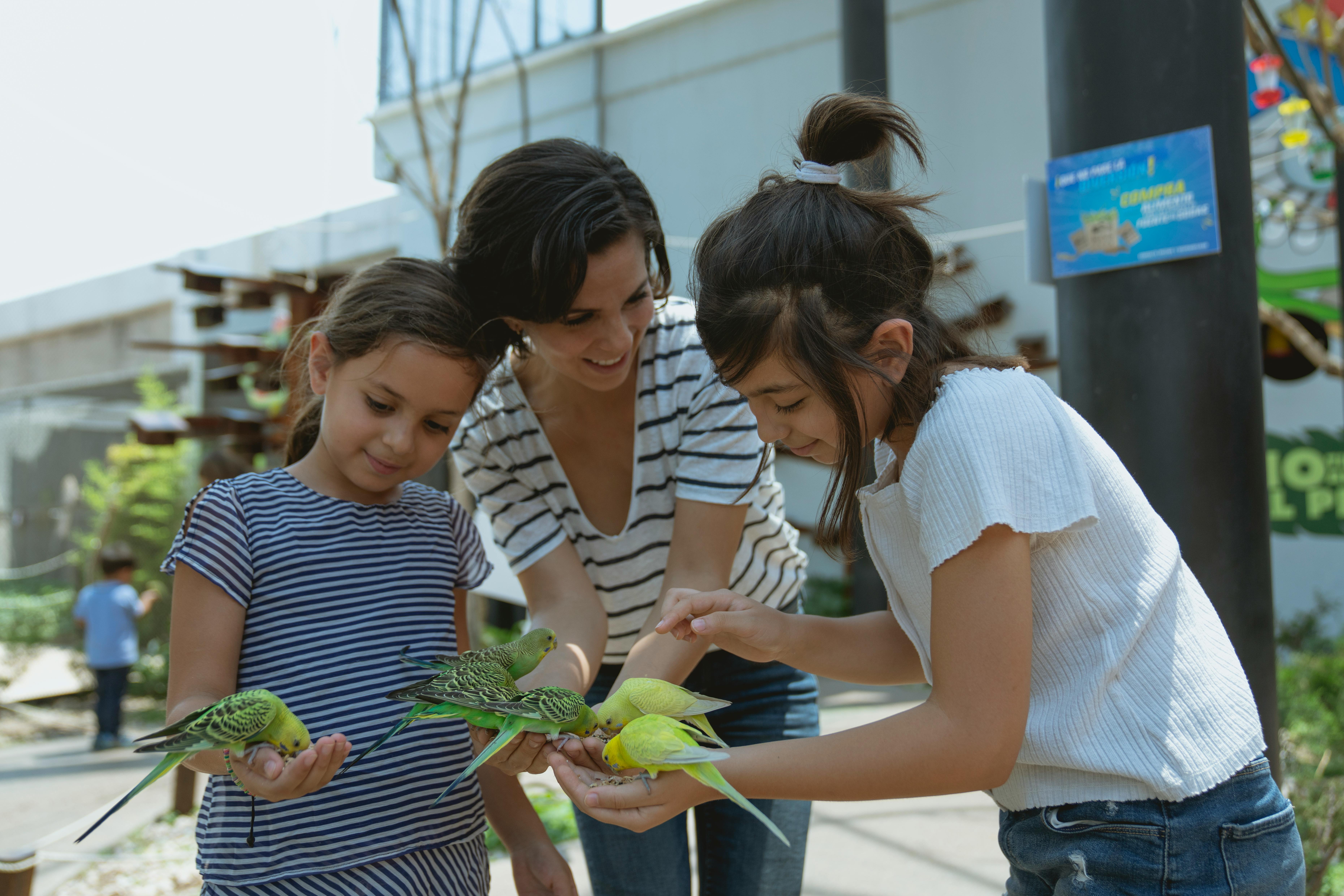 little girls feeding parakeets
