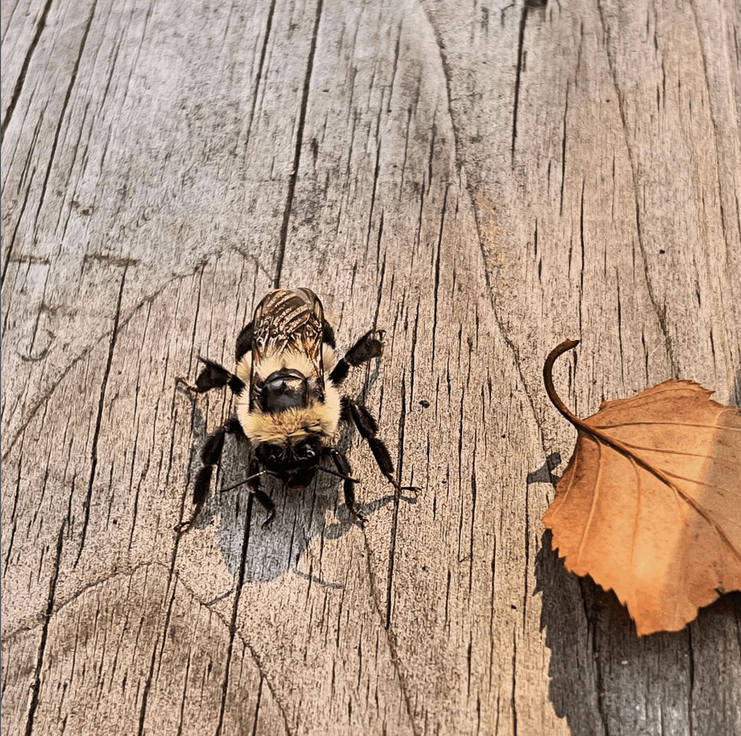 Bumble Bee on wooden surface