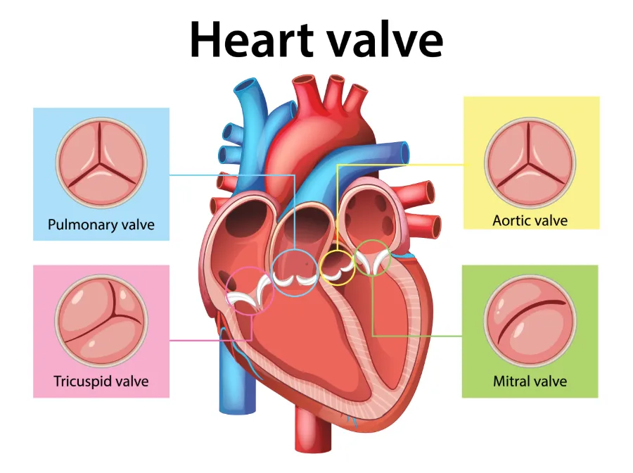Illustration of heart with its four valves