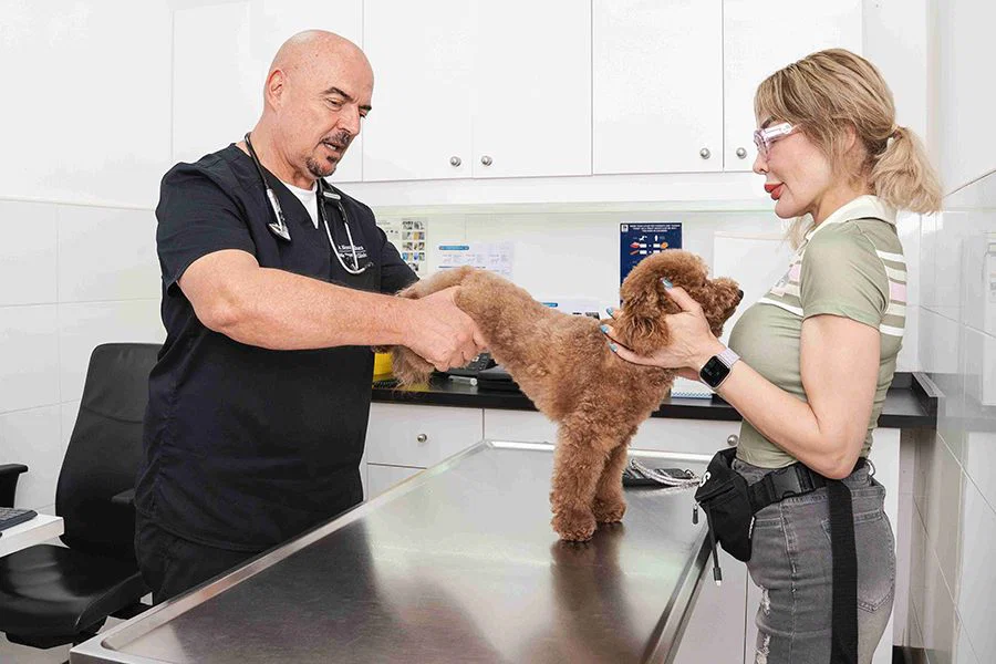 A physiotherapist is massaging a dog's body while the pet owner helps.