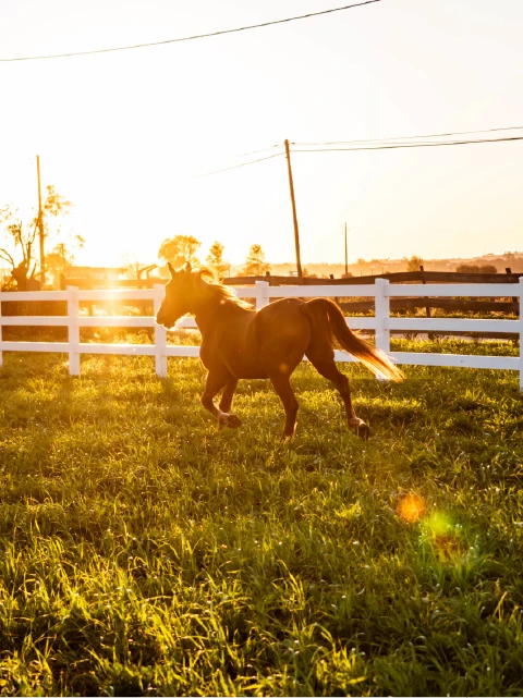 a brown horse standing next to a fence