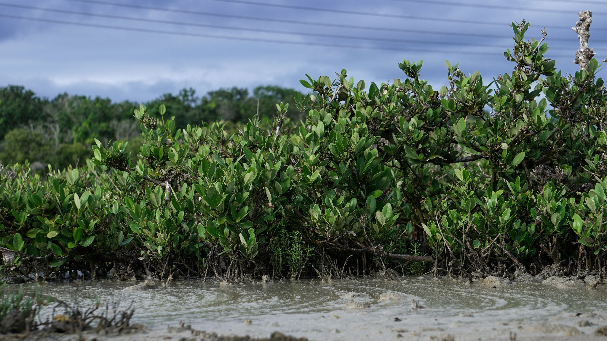 a mangrove restoration project in Mexico