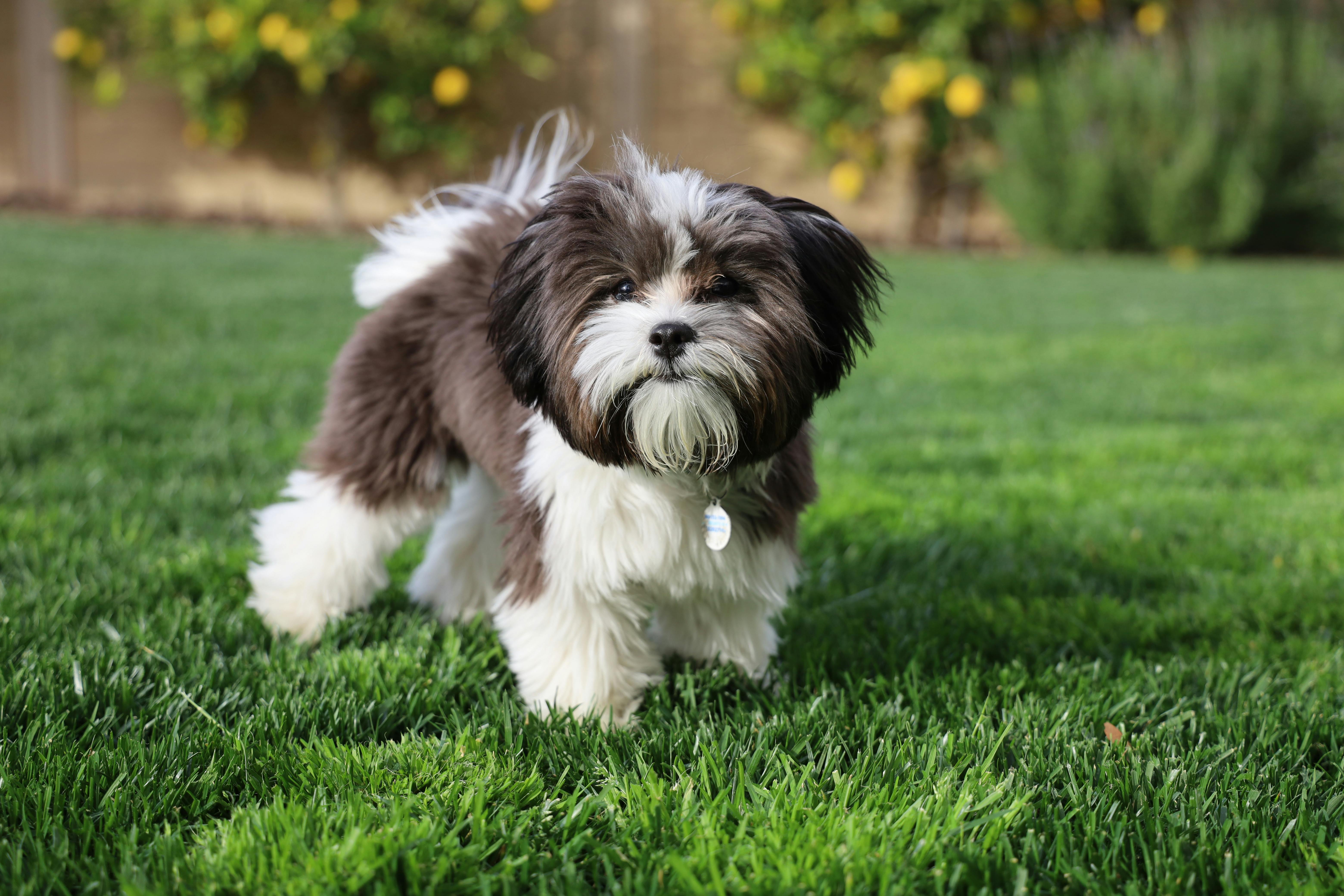 Shih Tzu