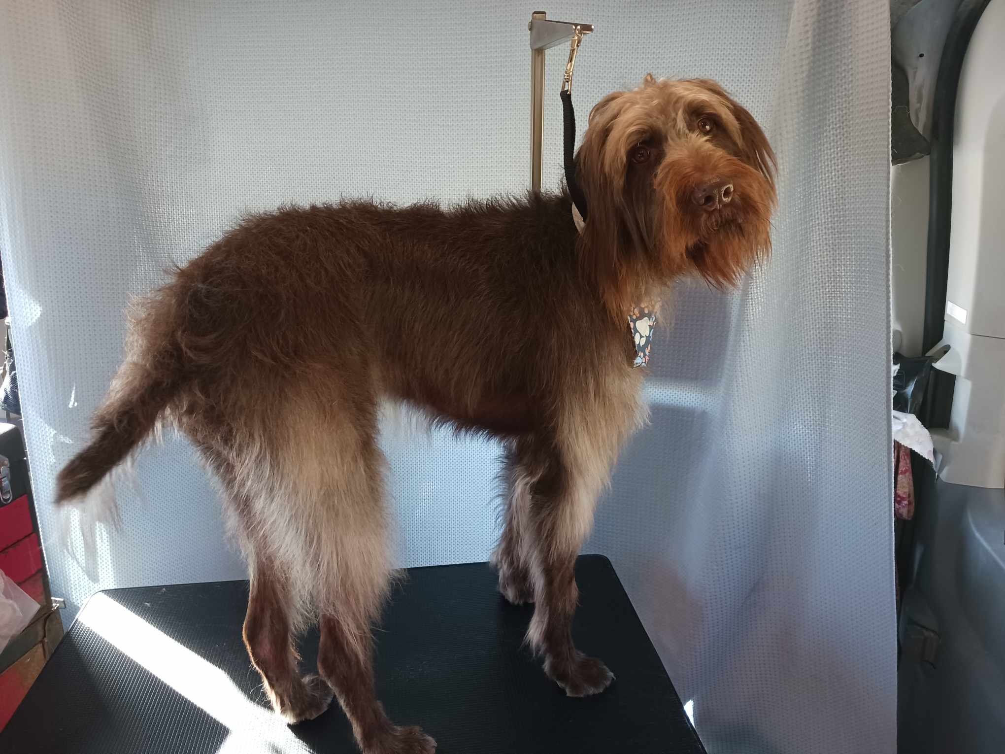 Large Dog Grooming Bath & Trim Photo - Wags To Riches Dog Grooming