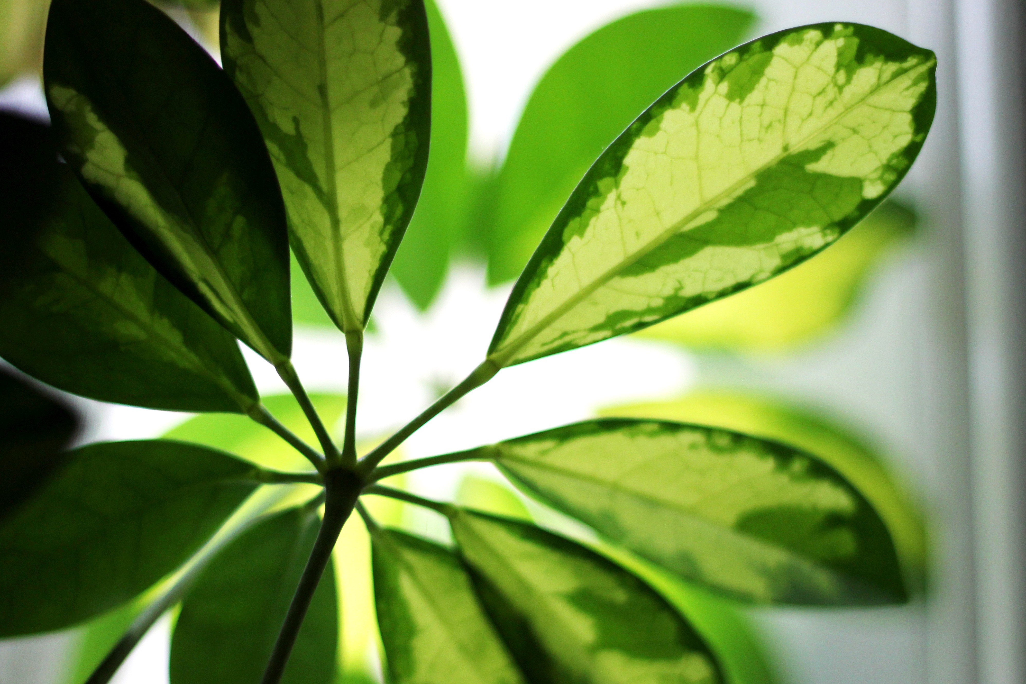 plant leaves and sunlight