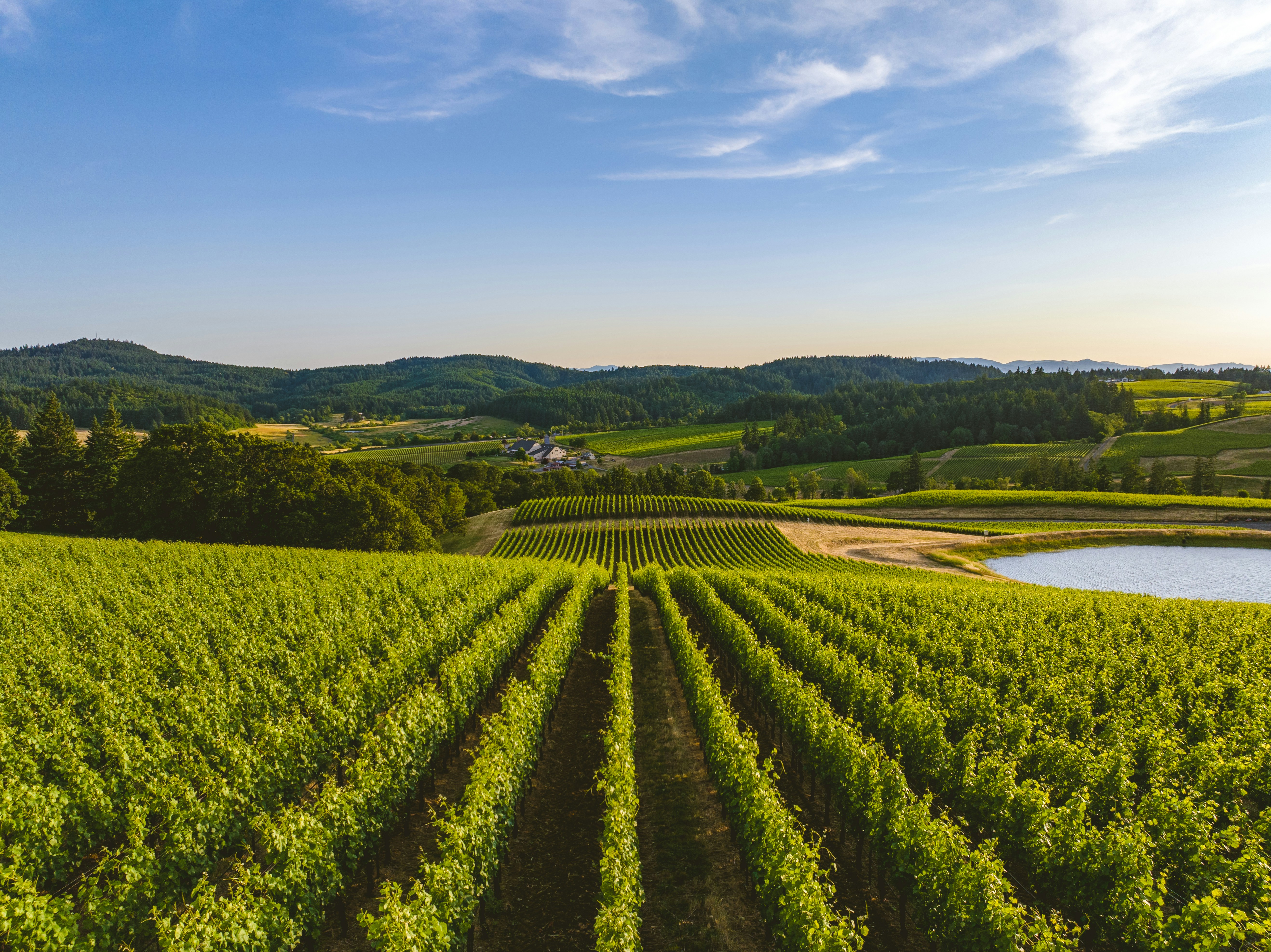 The vineyard landscape 