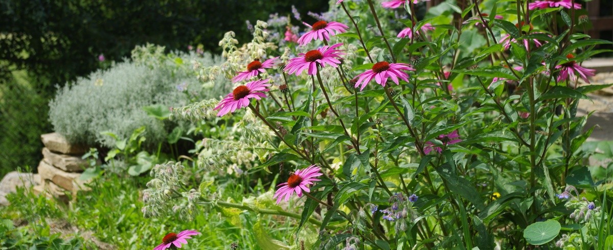 Zahradní design bylinky a kvetoucí rostliny