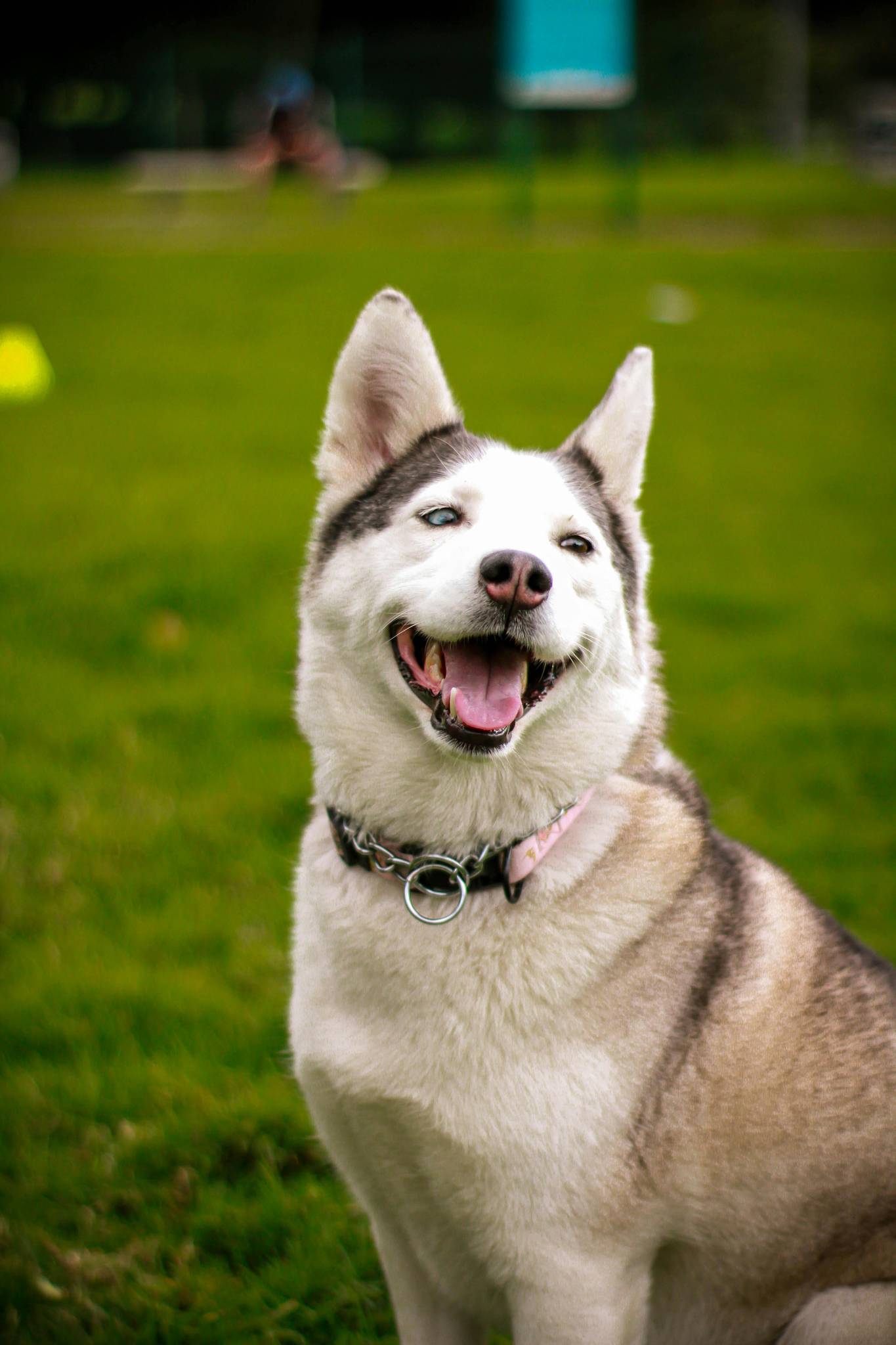 Siberian Husky Breed History