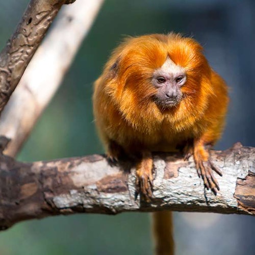 Na větvi stromu sedí tamarín zlatý s jasně oranžovou srstí a dívá se přímo před sebe.