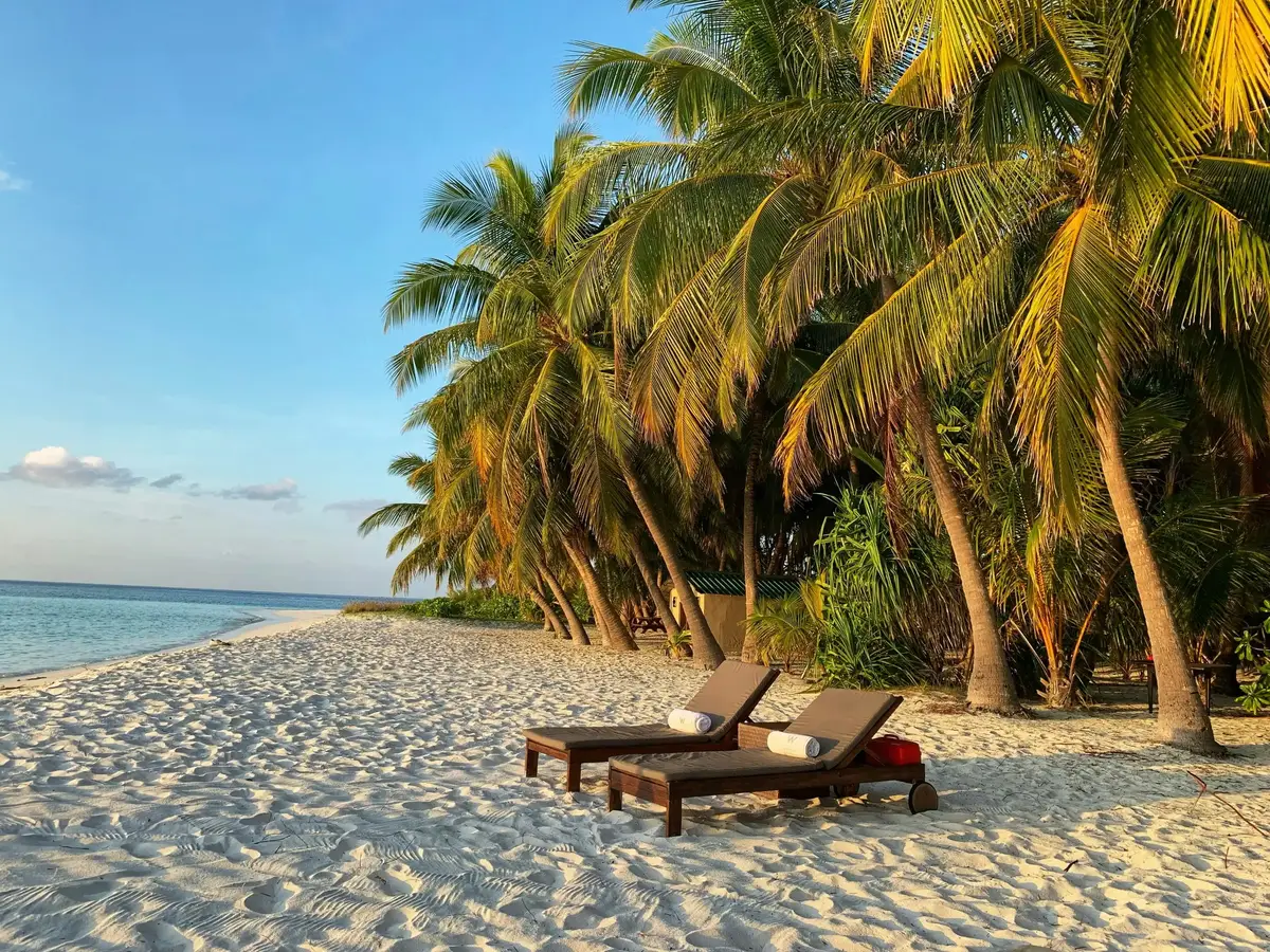 Tropical beach with palm trees and sunbeds on white sand