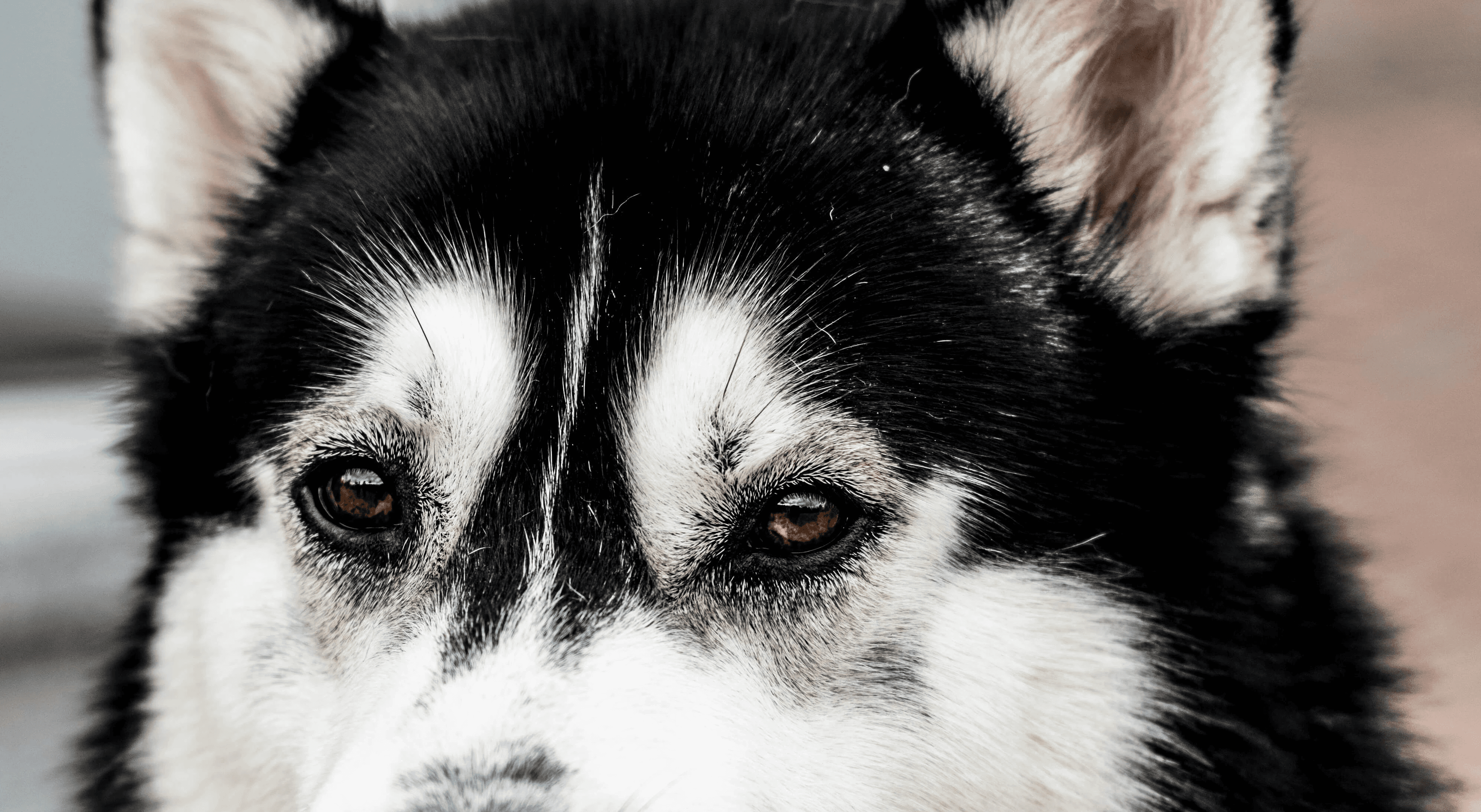 black and white Siberian husky dog