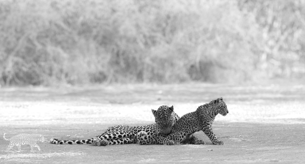 A Photographic Paradise: 9 Nights at Mashatu