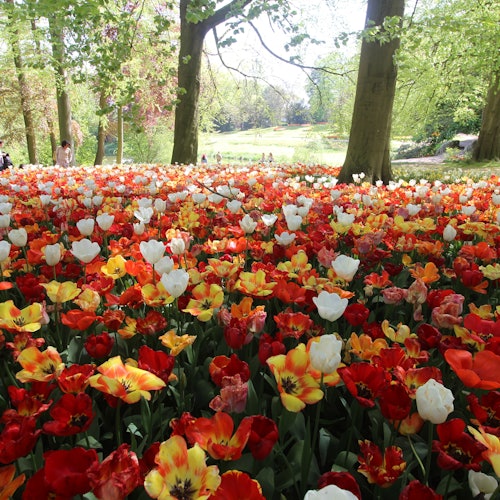 Groot-Bijgaarden城堡公园中的郁金香海洋