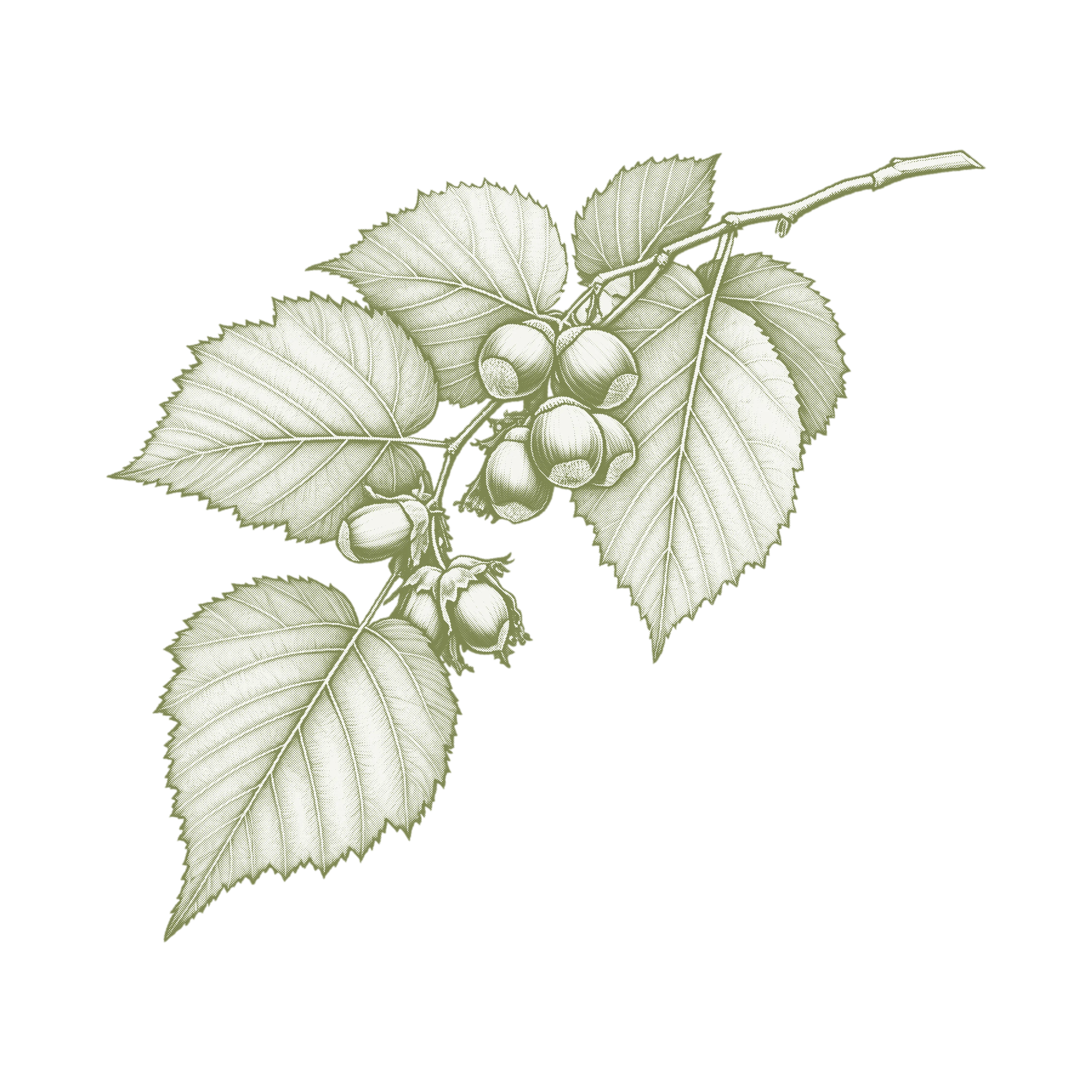 Illustration of delicate green leaves and small berries against a neutral background.