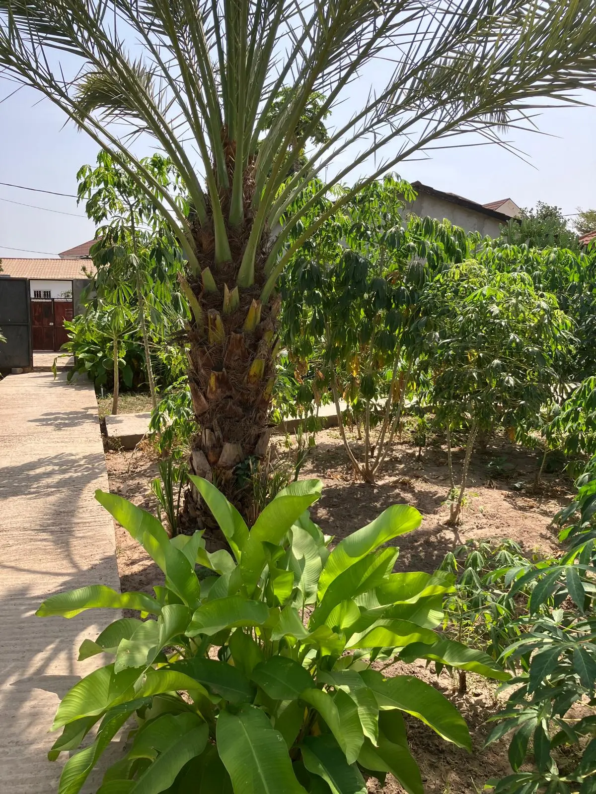 Lush greenery with a tall palm tree in a sunny garden, showcasing vibrant plants and a serene atmosphere.