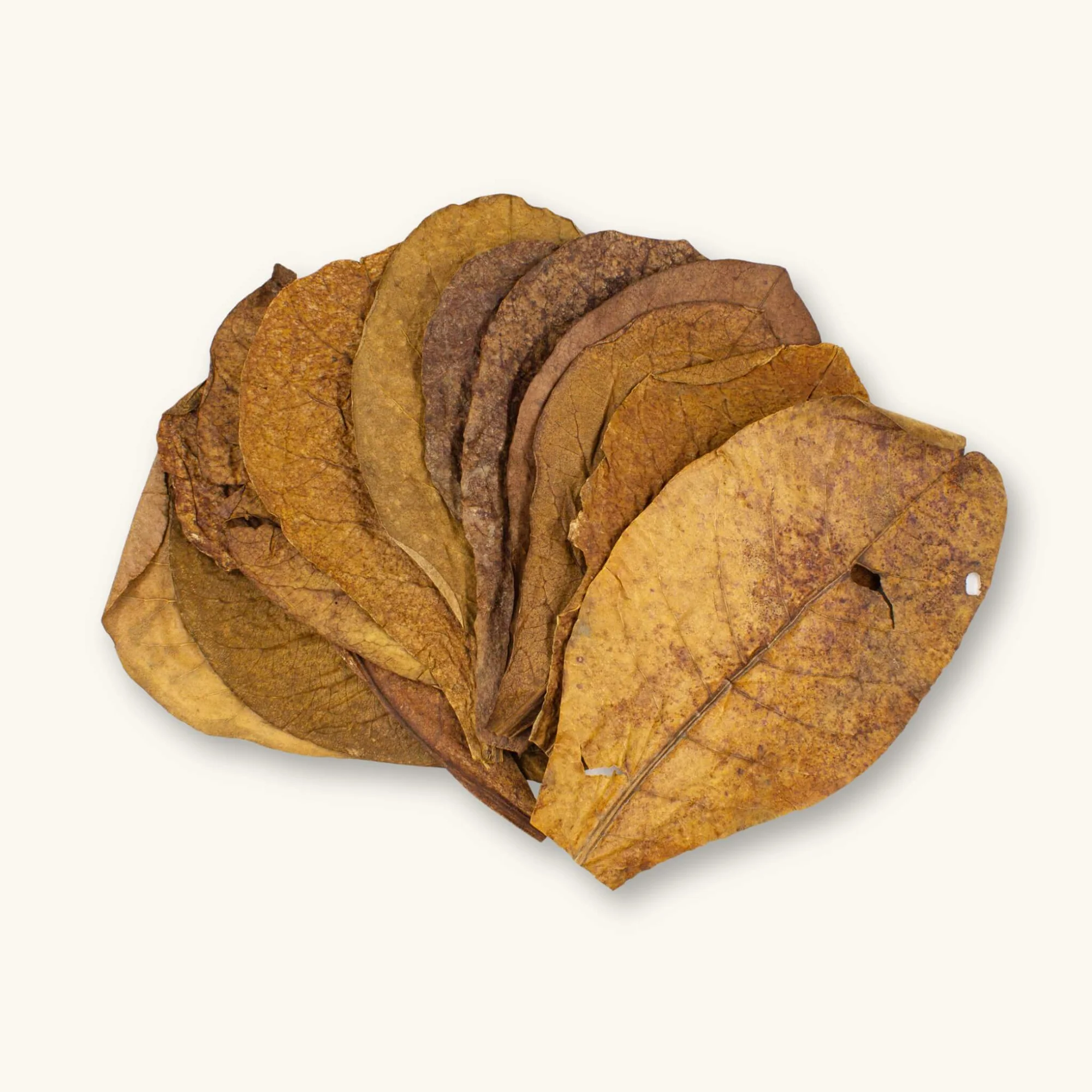 Looking for a reliable bulk catappa leaves supplier? Rayalef delivers container-load capacity with strict quality grading. Our reputation as a trusted aquarium botanicals exporter from Indonesia ensures you receive high-tannin, professionally dried leaves that meet international plant health standards