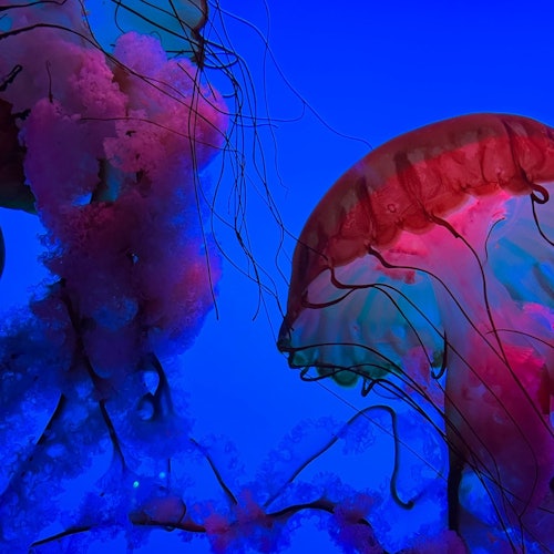 אקווריום ריפלי של הרי הסמוקי