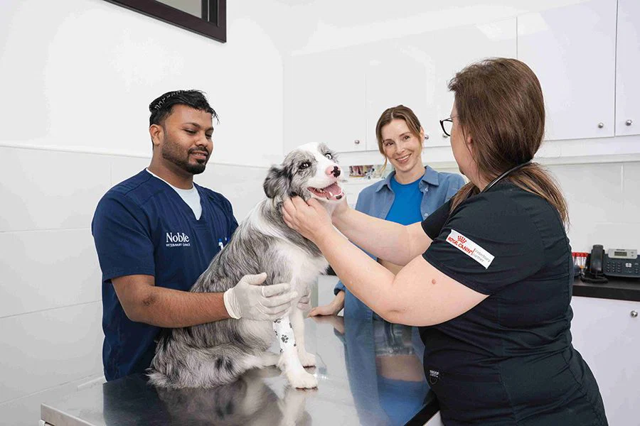 Two veterinarians are discussing with a pet owner about her dog's physiotherapy schedule.