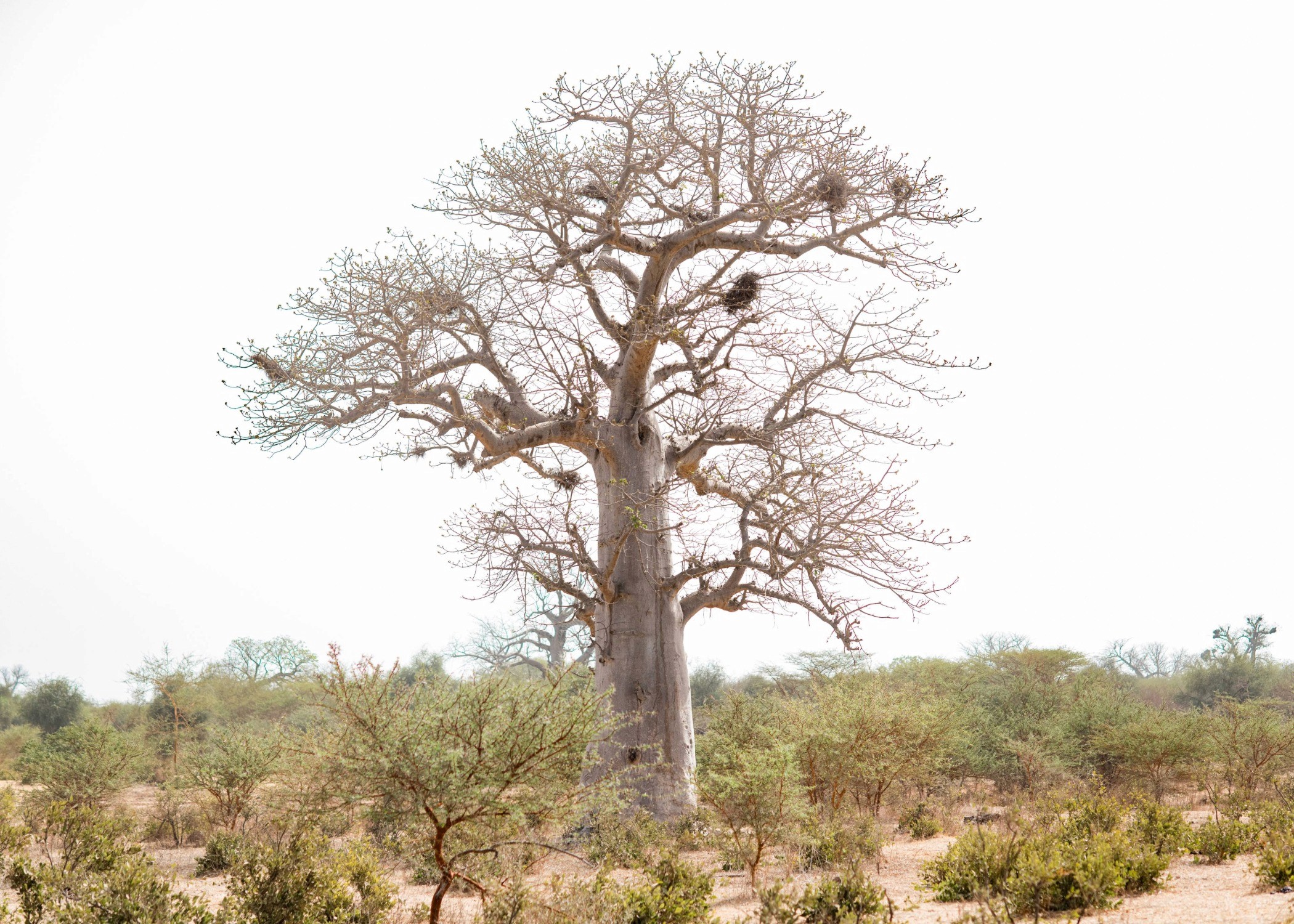 tree in africa