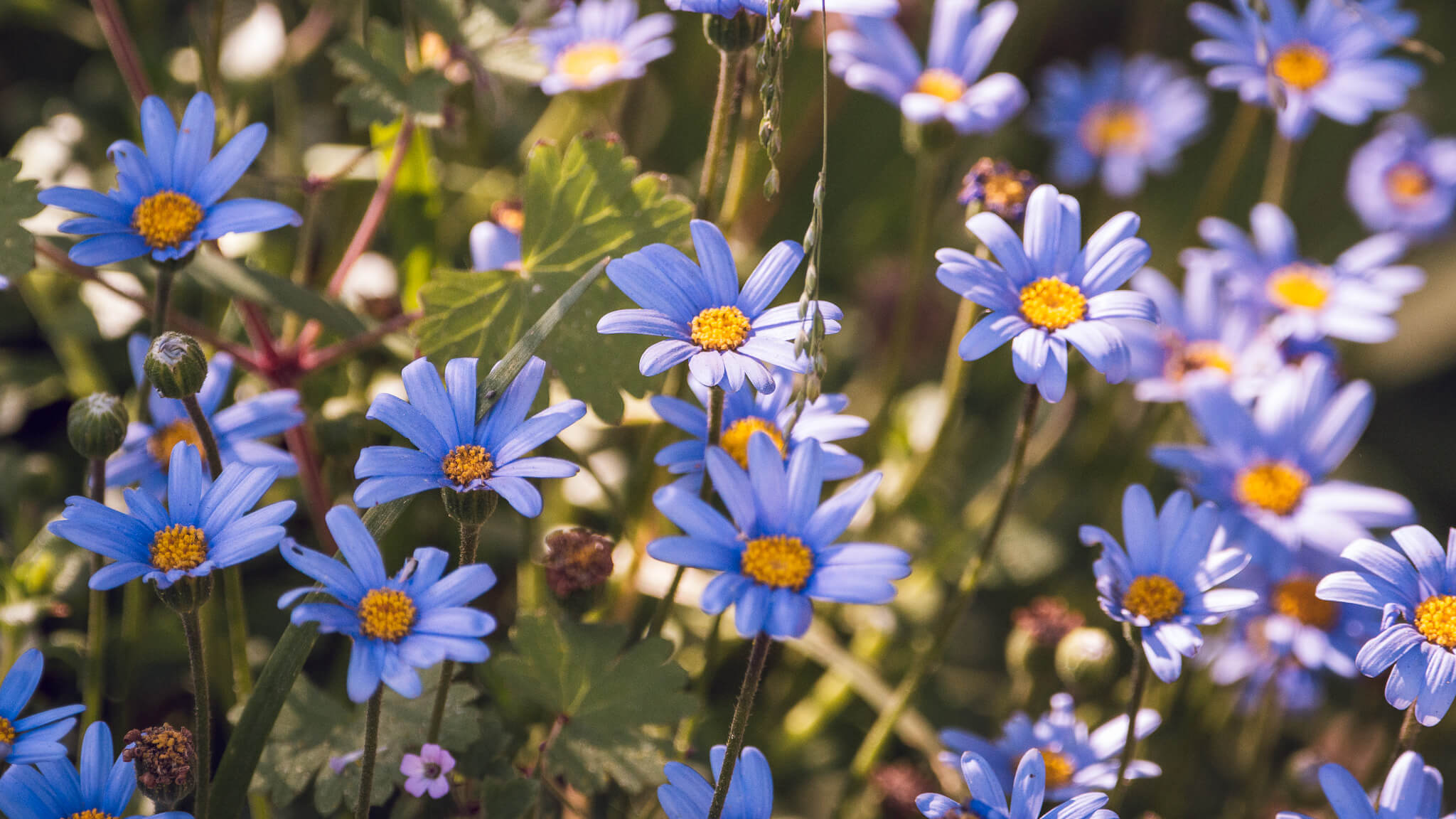 Felicia flowers, like purple daisies