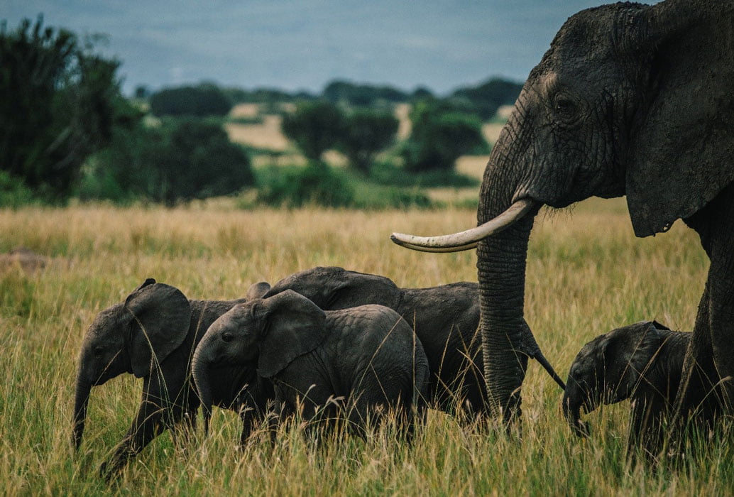 The-Higlights-Ugandas----11-tägige-Safari-4