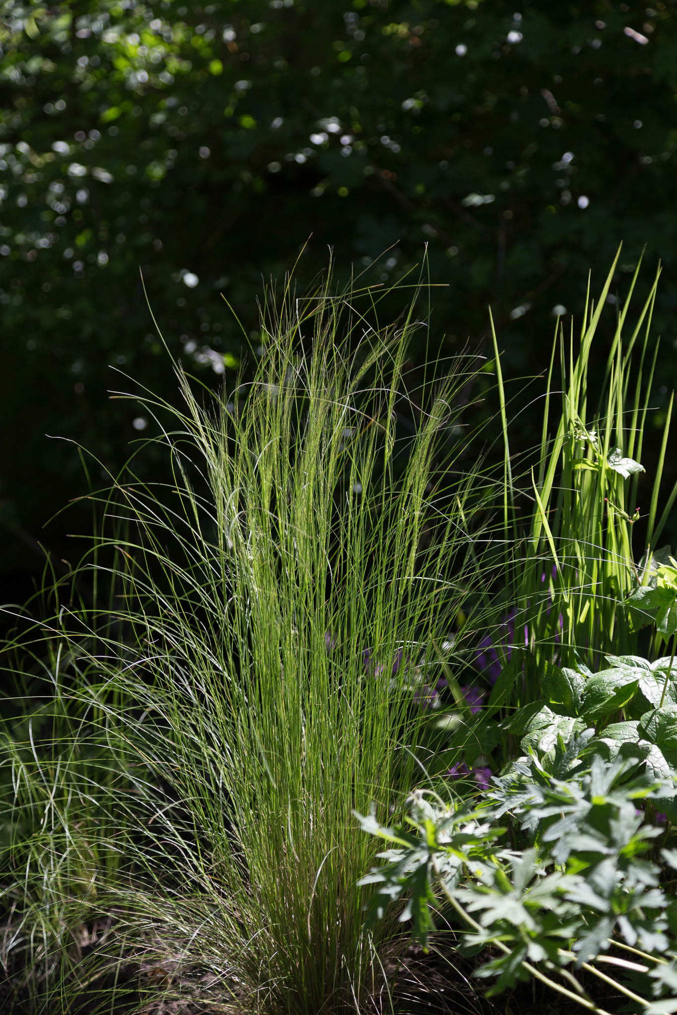 Tall, slender green grass blades sway gently in the breeze, set against a lush, blurred background of verdant foliage, evoking a serene and natural garden scene.