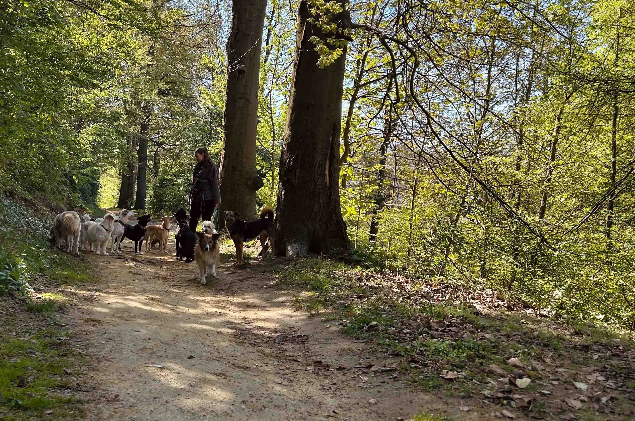 Hundegruppe mit Xenia im Wald