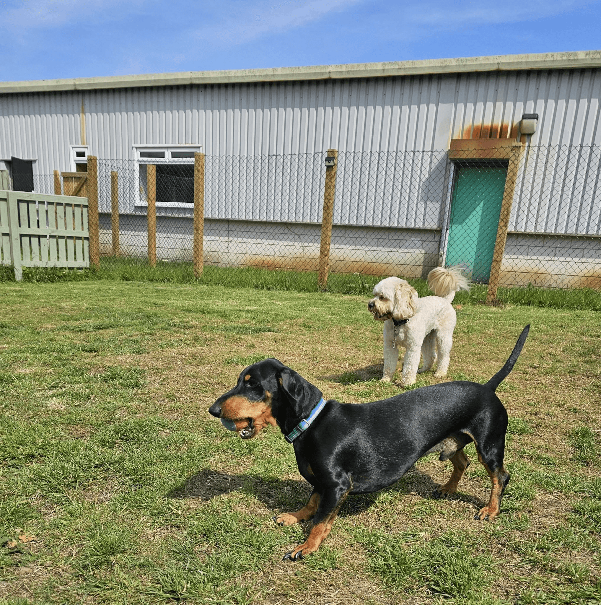 black and white border collie puppy playing green tennis ball on green grass field during daytime