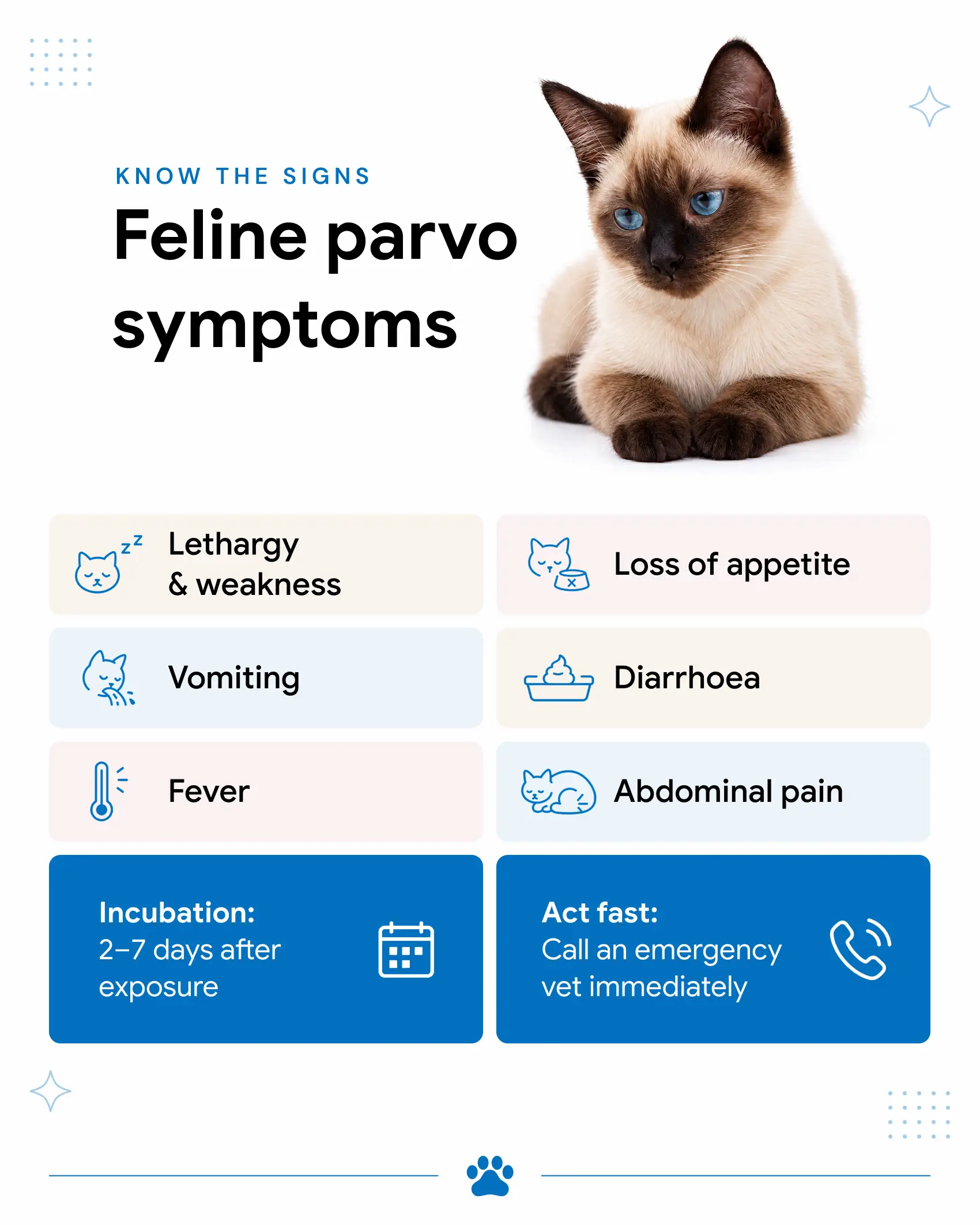 An infographic showing the symptoms of parvo in cats.