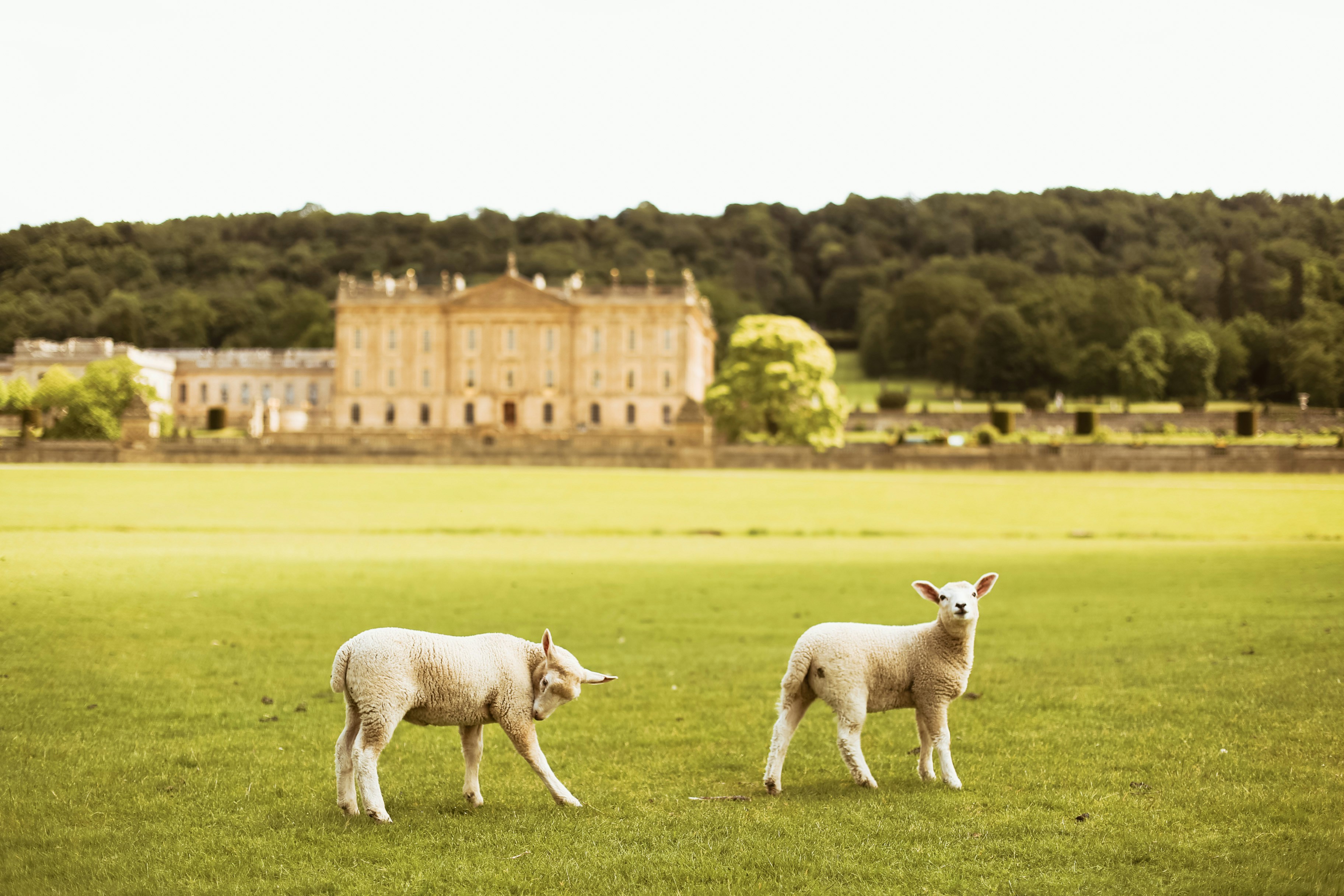 Lambs looking toward a camera as their photo is being taken in a royal garden setting.