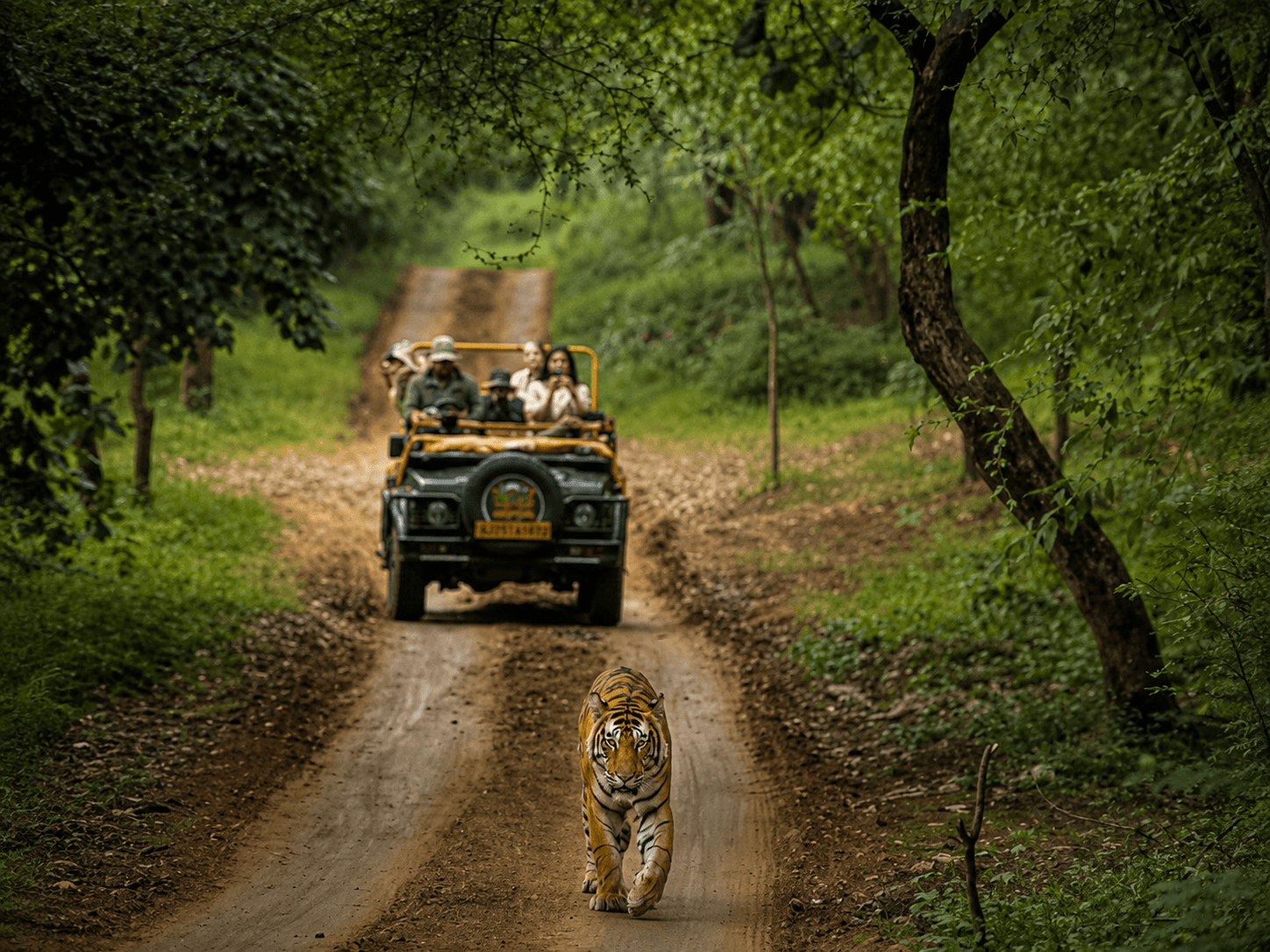 Safari in India