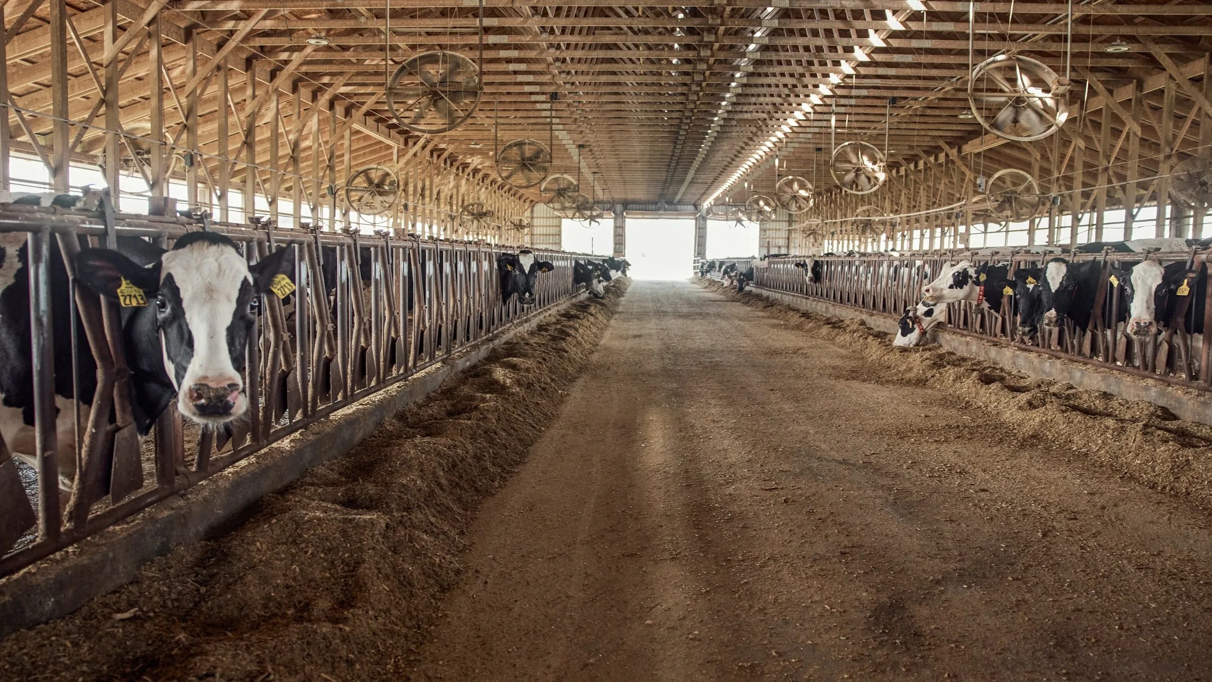 Rows of dairy cows in a free-stall barn, a source of manure for renewable natural gas digesters